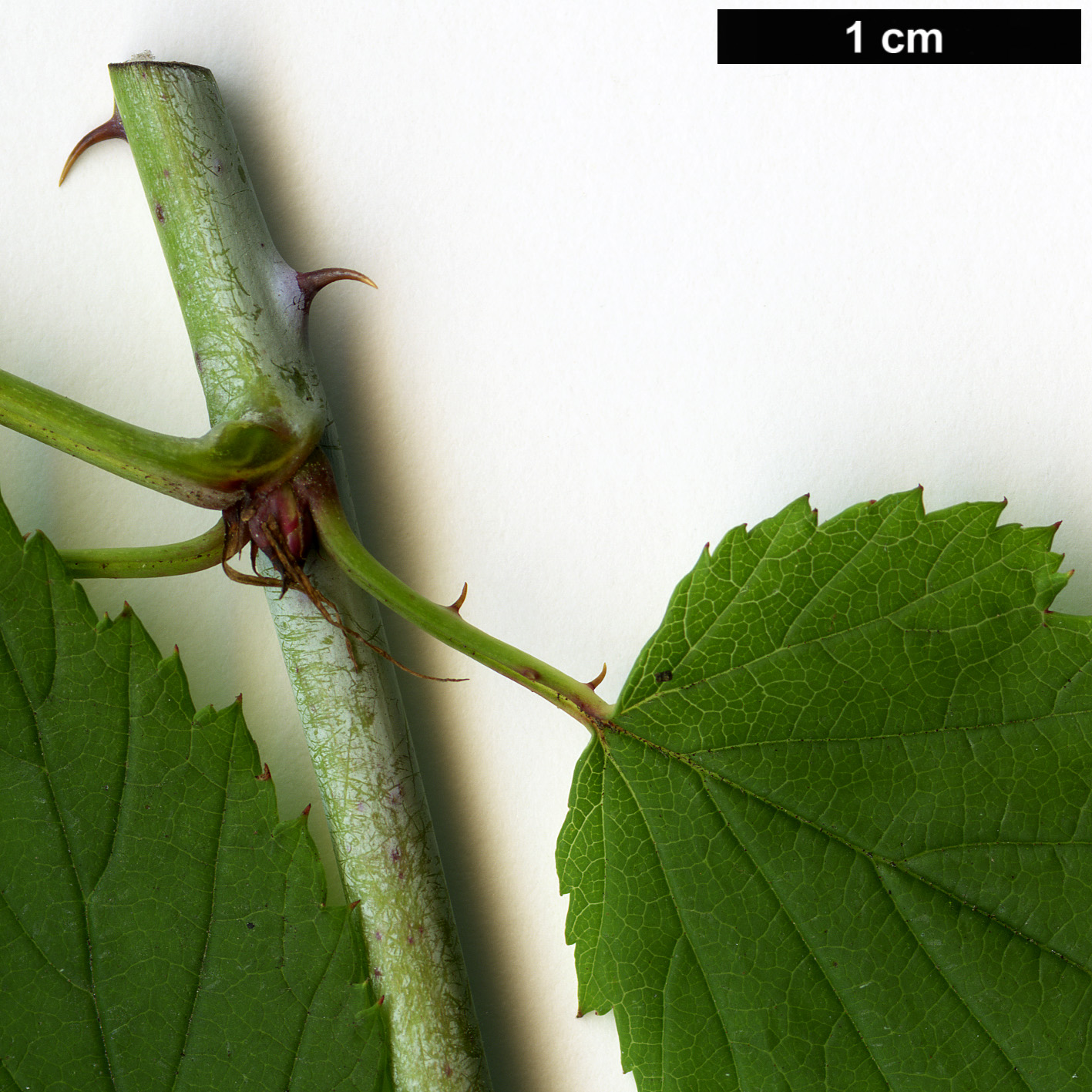 High resolution image: Family: Rosaceae - Genus: Rubus - Taxon: trianthus