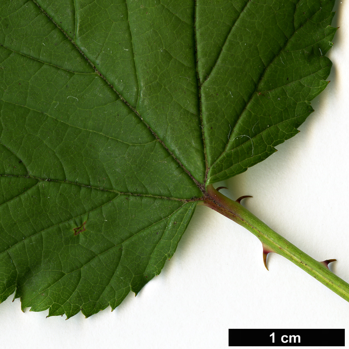 High resolution image: Family: Rosaceae - Genus: Rubus - Taxon: trianthus