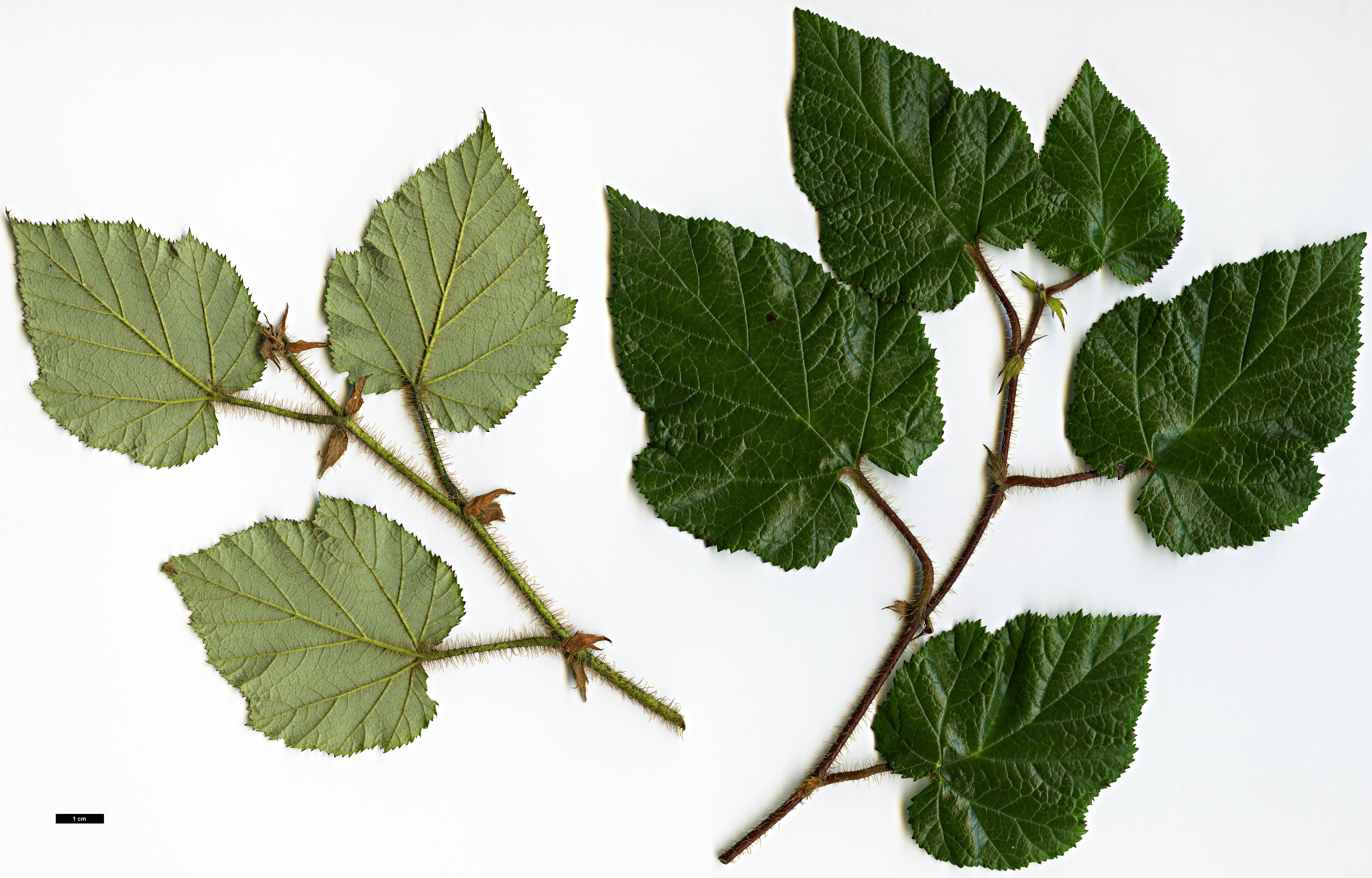 High resolution image: Family: Rosaceae - Genus: Rubus - Taxon: tricolor