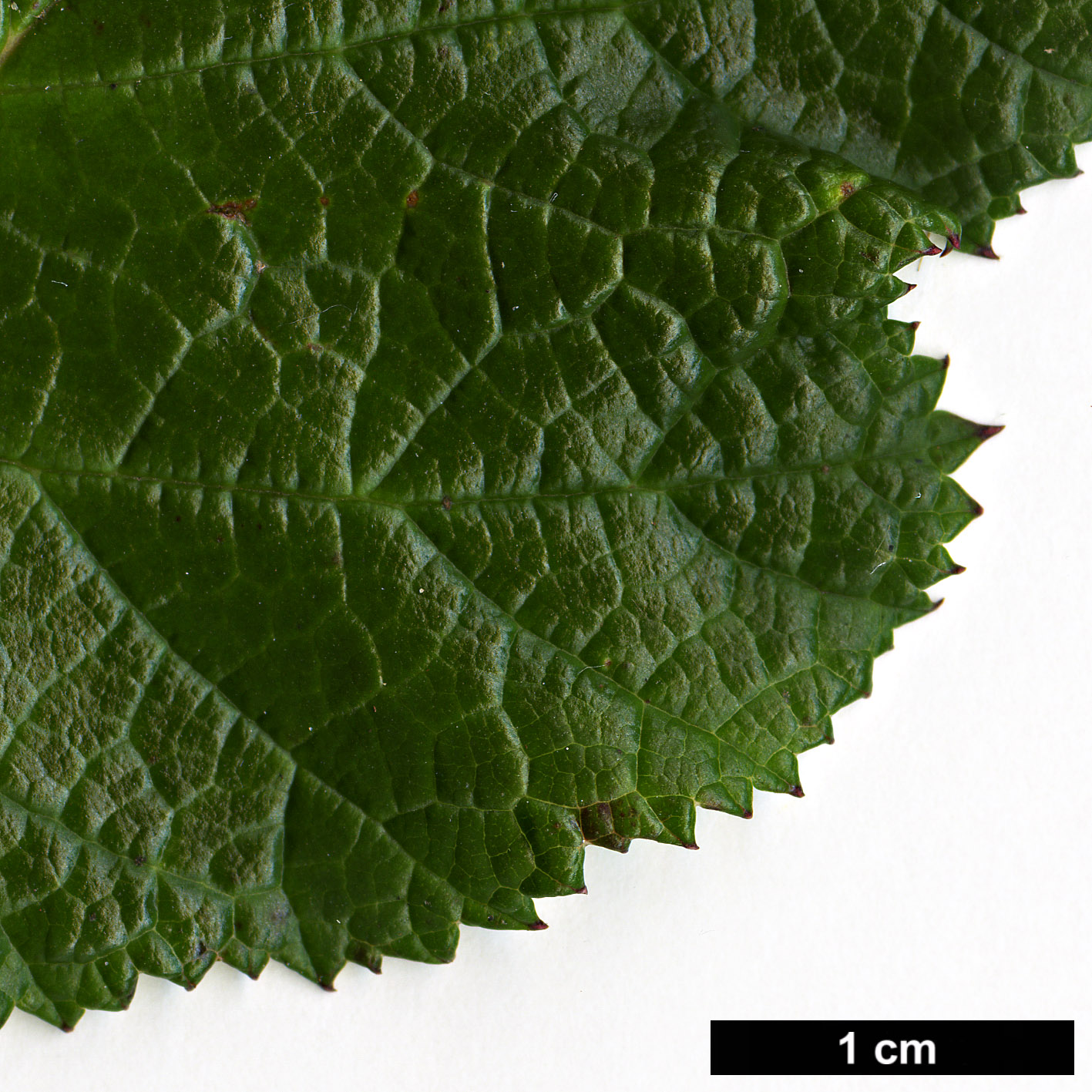 High resolution image: Family: Rosaceae - Genus: Rubus - Taxon: tricolor