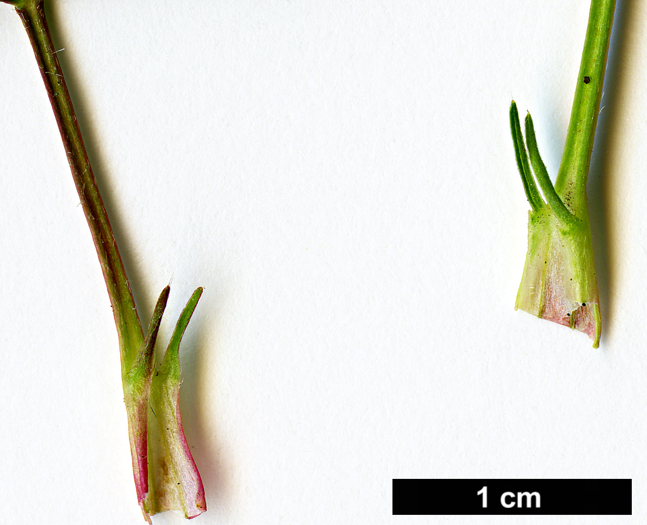 High resolution image: Family: Rosaceae - Genus: Sibbaldiopsis - Taxon: tridentata