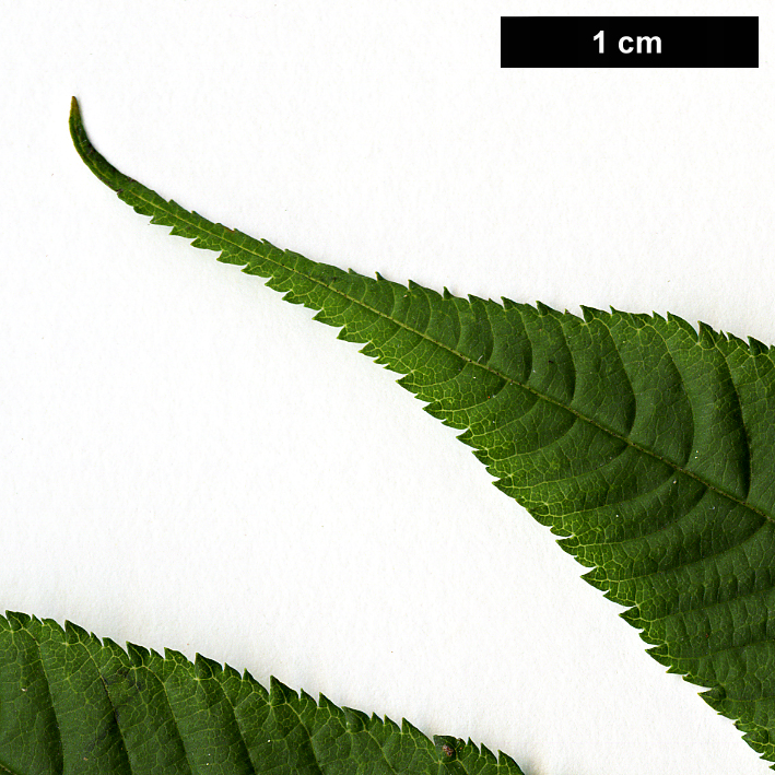 High resolution image: Family: Rosaceae - Genus: Sorbaria - Taxon: arborea