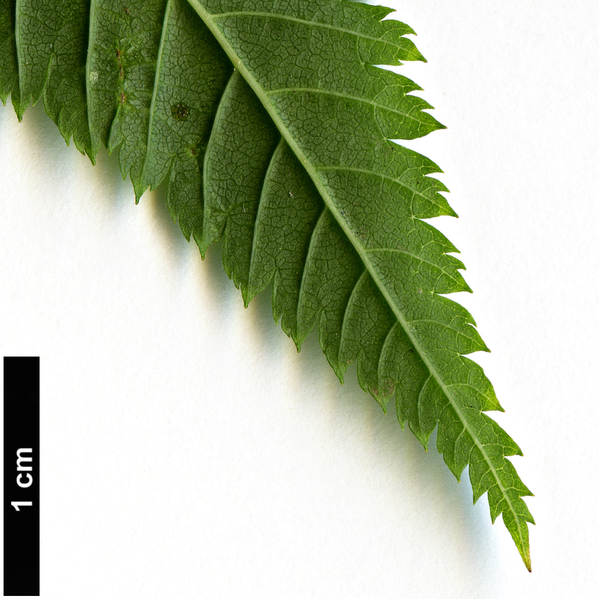 High resolution image: Family: Rosaceae - Genus: Sorbaria - Taxon: sorbifolia