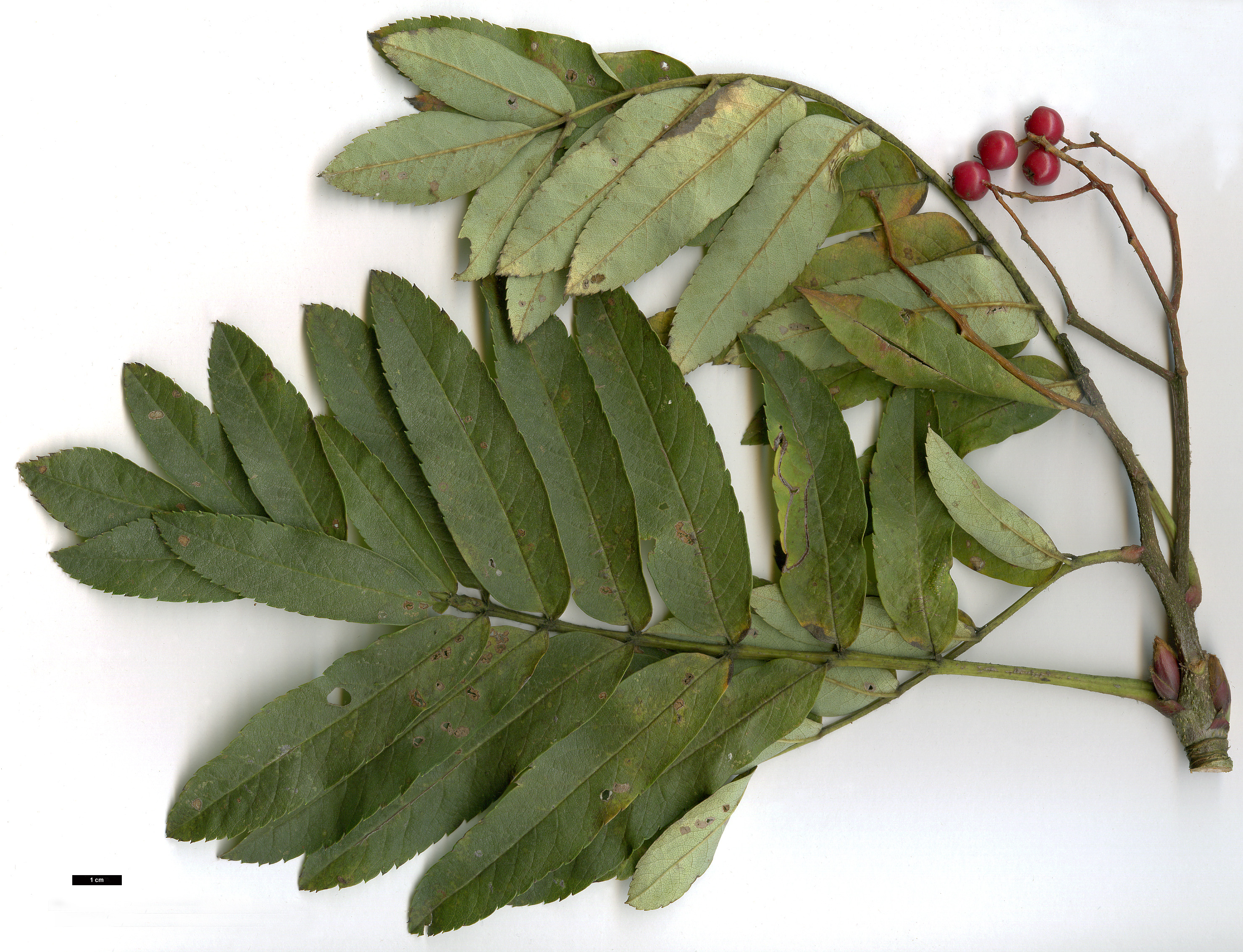 High resolution image: Family: Rosaceae - Genus: Sorbus - Taxon: 'Ghose'