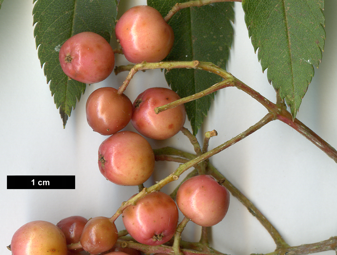 High resolution image: Family: Rosaceae - Genus: Sorbus - Taxon: 'Lilian'