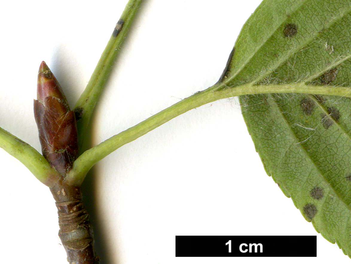 High resolution image: Family: Rosaceae - Genus: Sorbus - Taxon: alnifolia