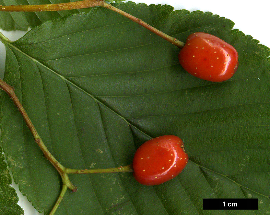 High resolution image: Family: Rosaceae - Genus: Sorbus - Taxon: alnifolia