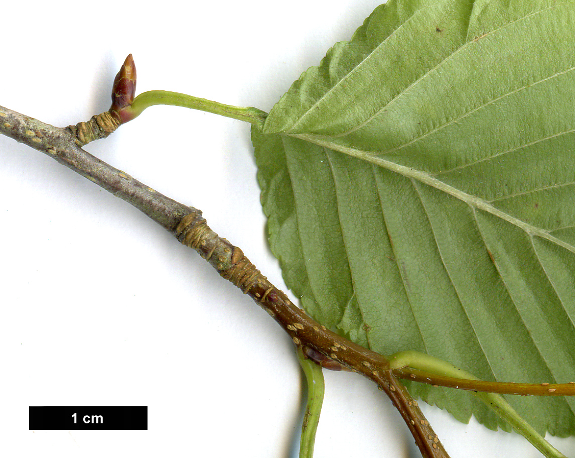 High resolution image: Family: Rosaceae - Genus: Sorbus - Taxon: alnifolia