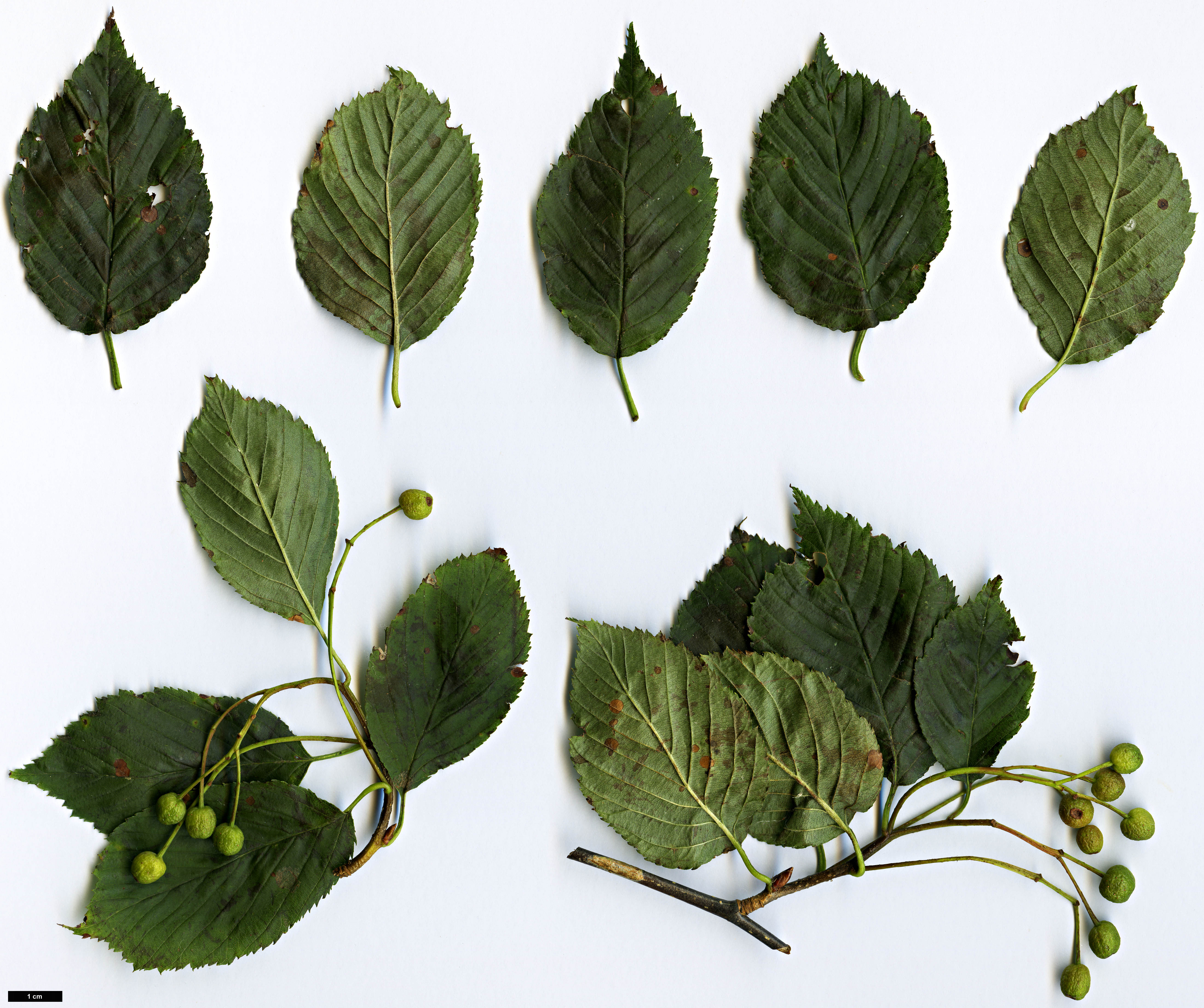 High resolution image: Family: Rosaceae - Genus: Sorbus - Taxon: alnifolia