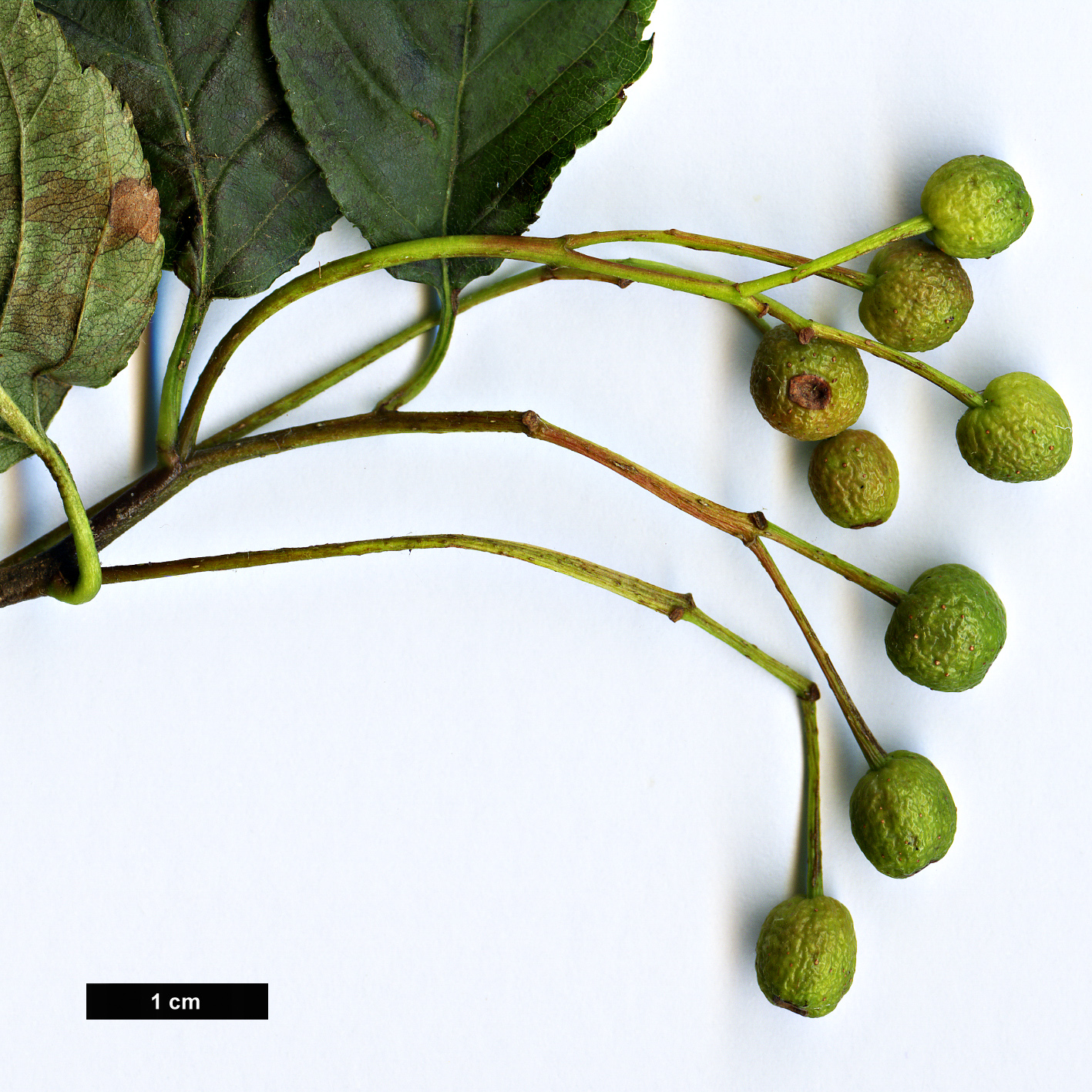 High resolution image: Family: Rosaceae - Genus: Sorbus - Taxon: alnifolia