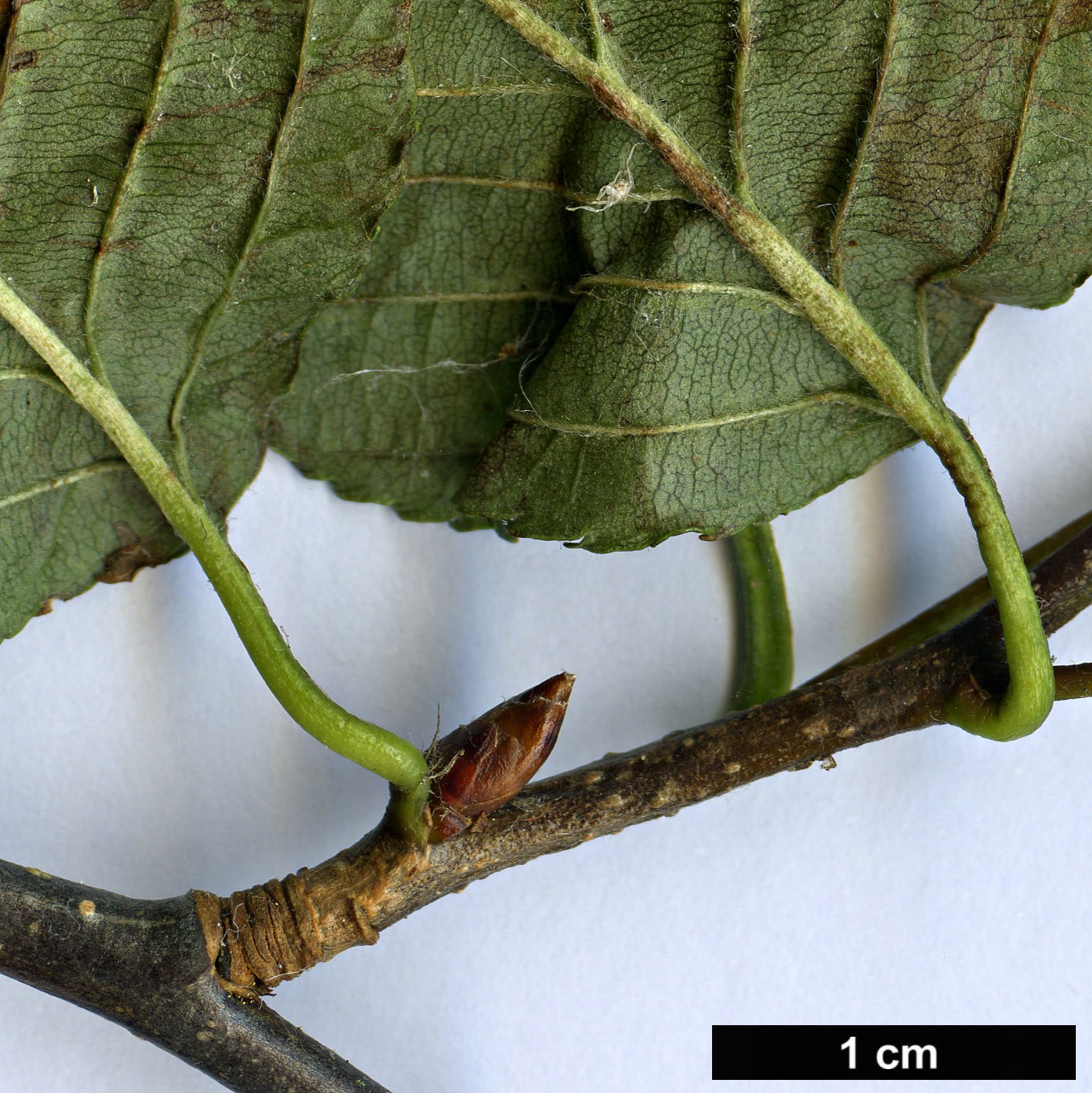 High resolution image: Family: Rosaceae - Genus: Sorbus - Taxon: alnifolia