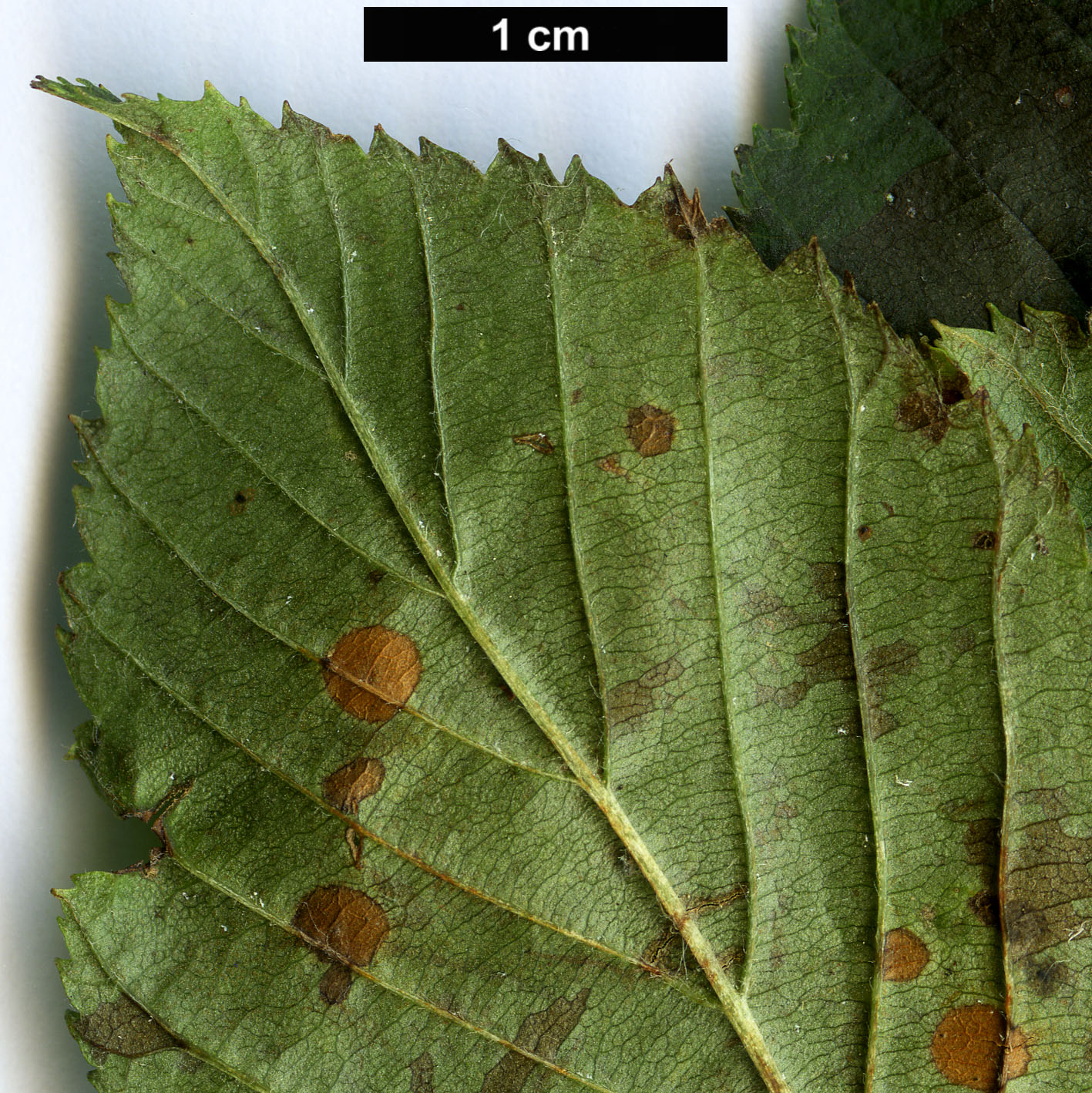 High resolution image: Family: Rosaceae - Genus: Sorbus - Taxon: alnifolia