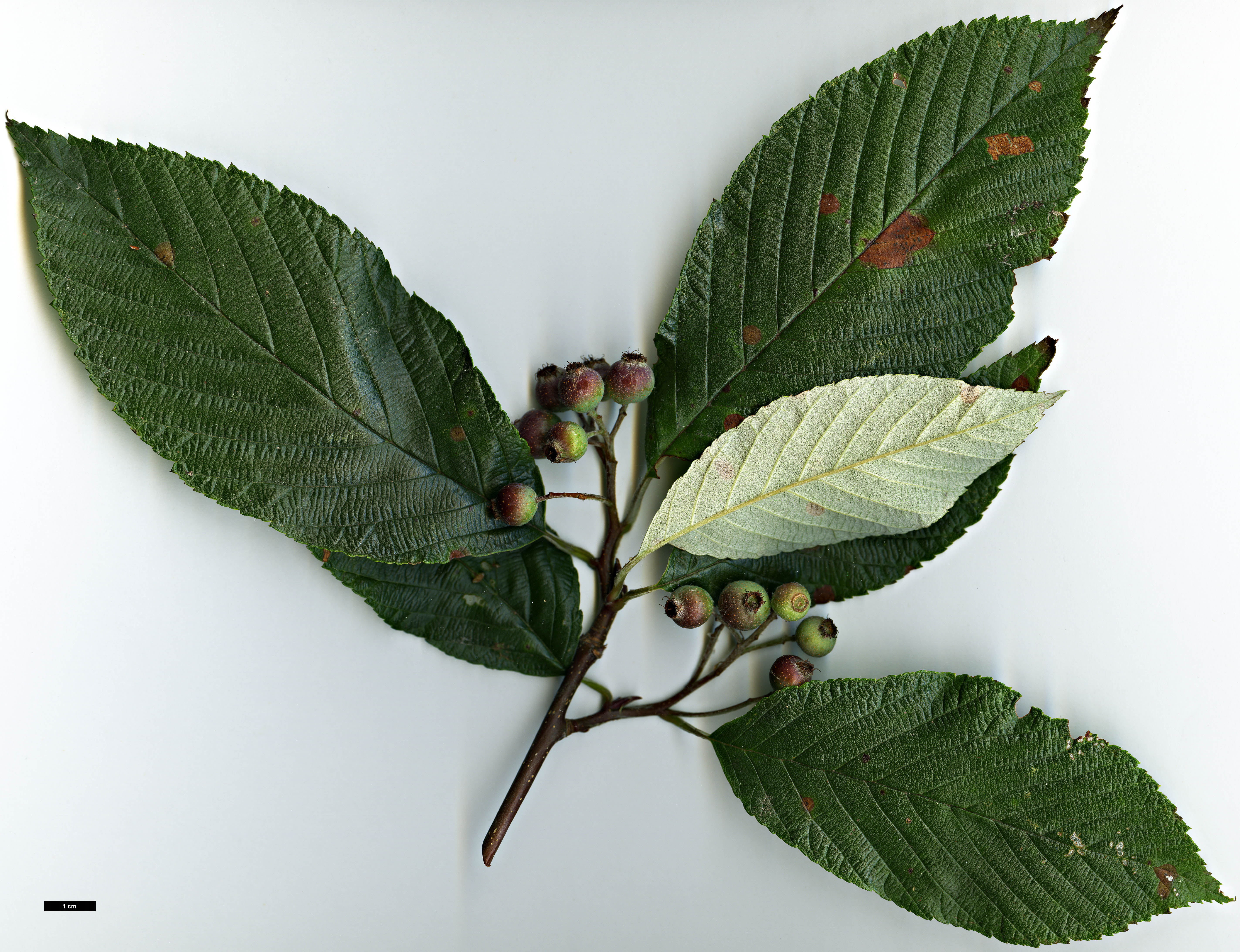 High resolution image: Family: Rosaceae - Genus: Sorbus - Taxon: ambrozyana