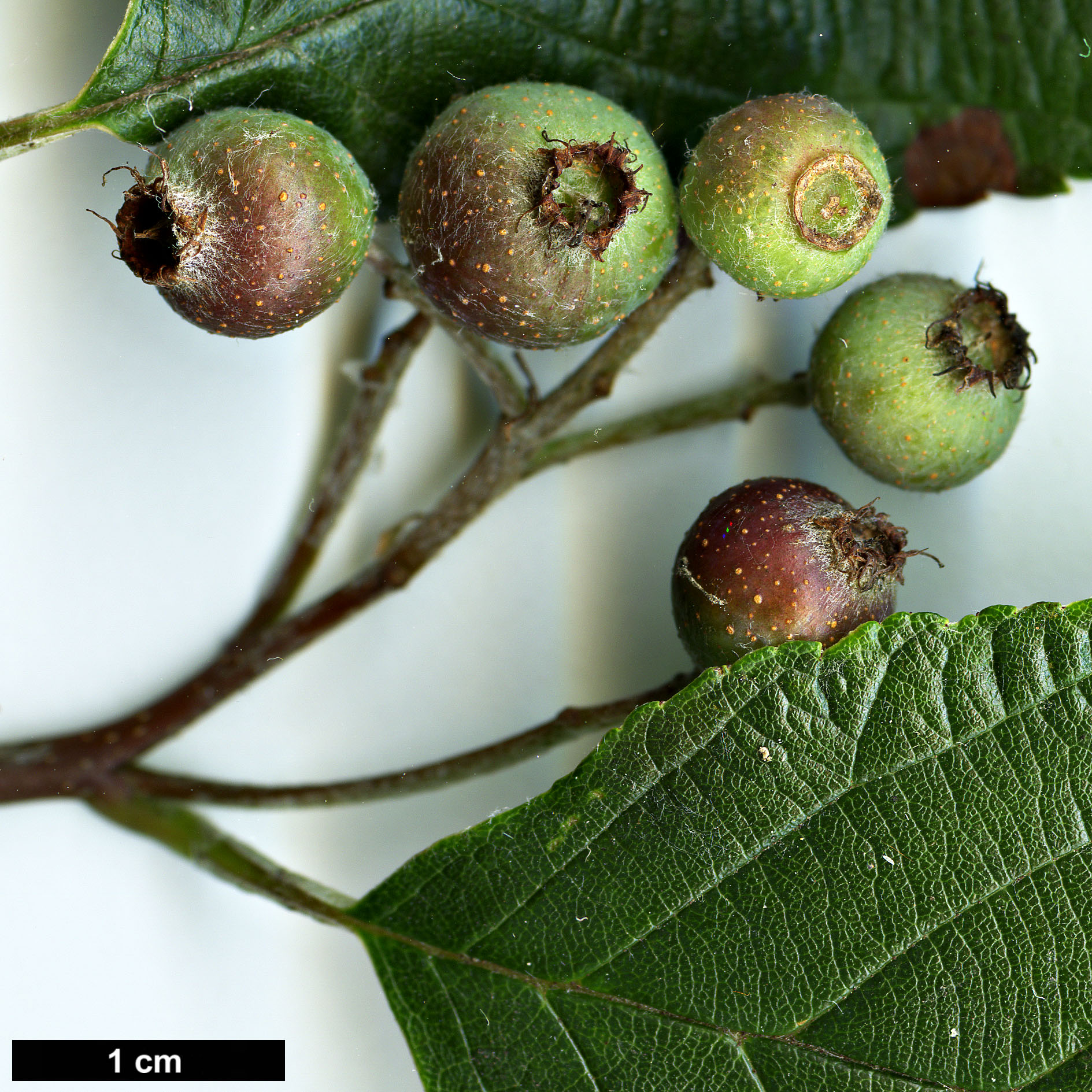 High resolution image: Family: Rosaceae - Genus: Sorbus - Taxon: ambrozyana