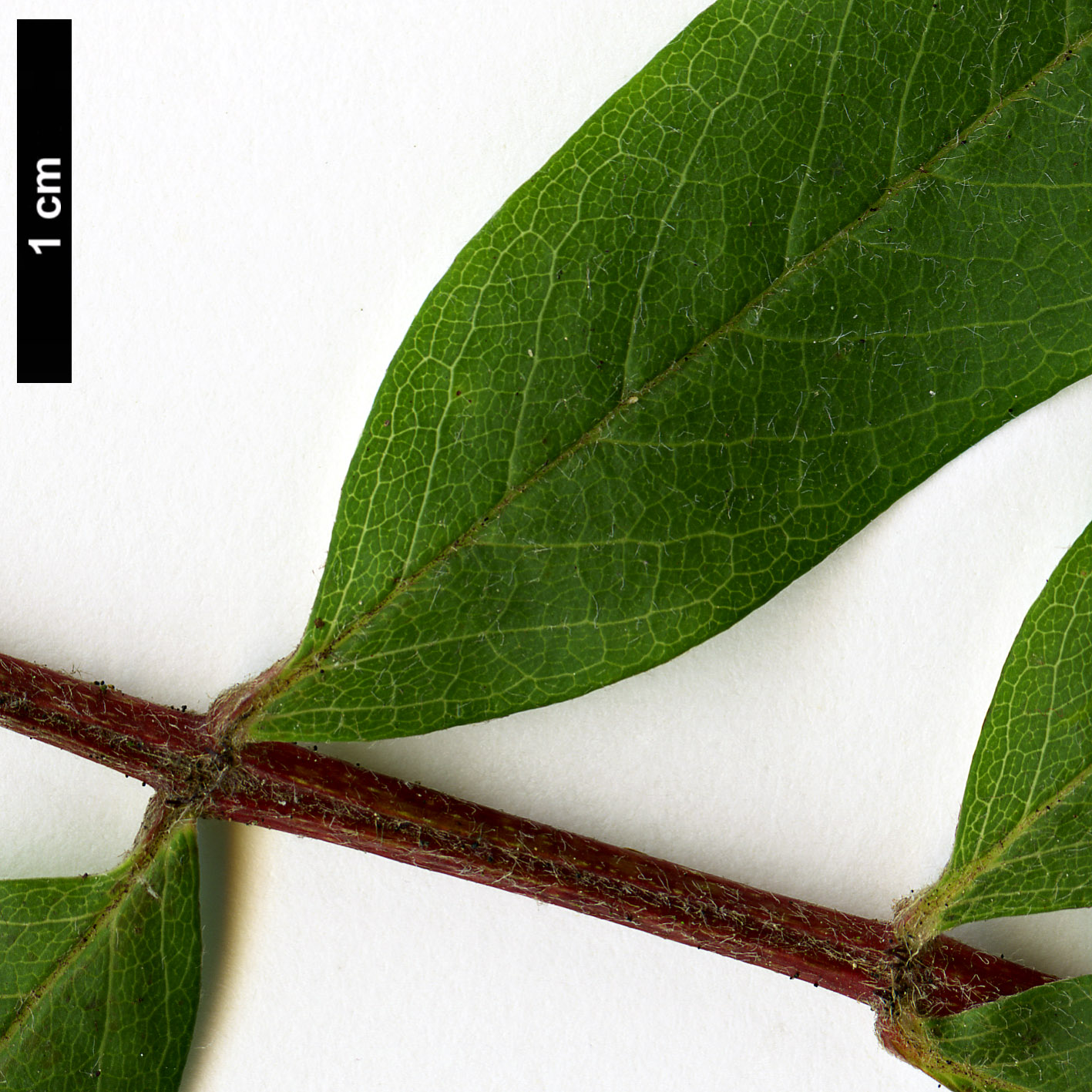 High resolution image: Family: Rosaceae - Genus: Sorbus - Taxon: americana