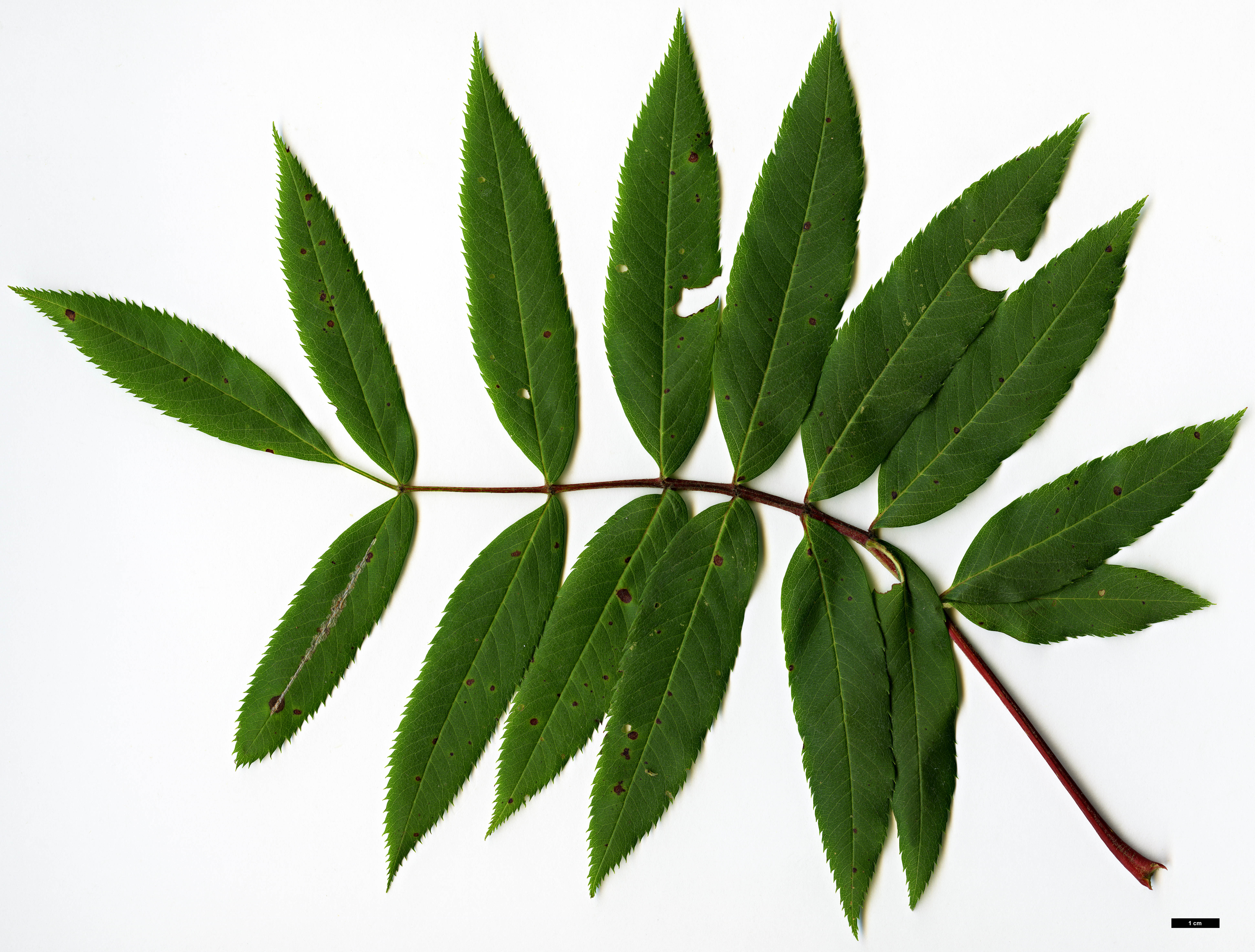 High resolution image: Family: Rosaceae - Genus: Sorbus - Taxon: americana