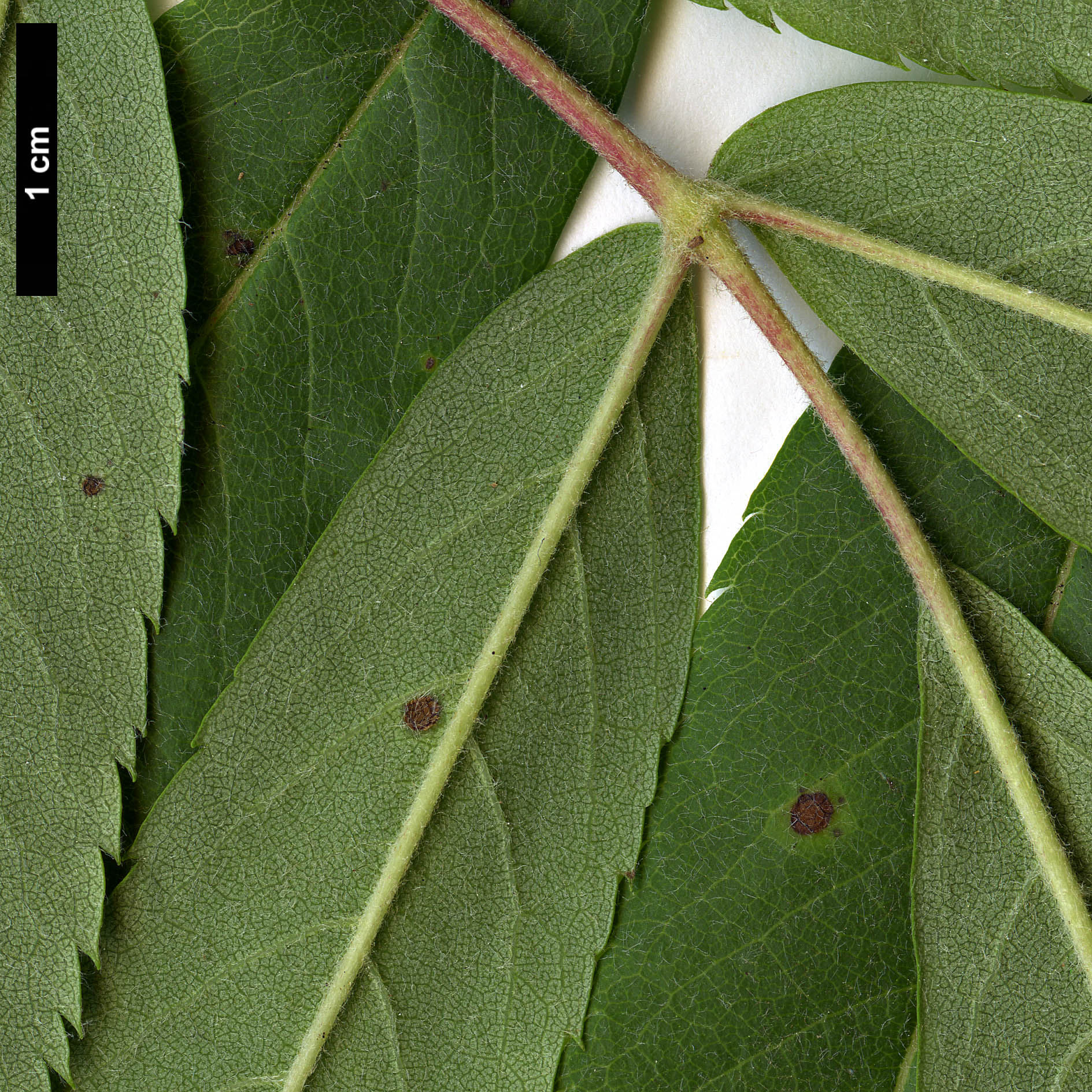 High resolution image: Family: Rosaceae - Genus: Sorbus - Taxon: americana