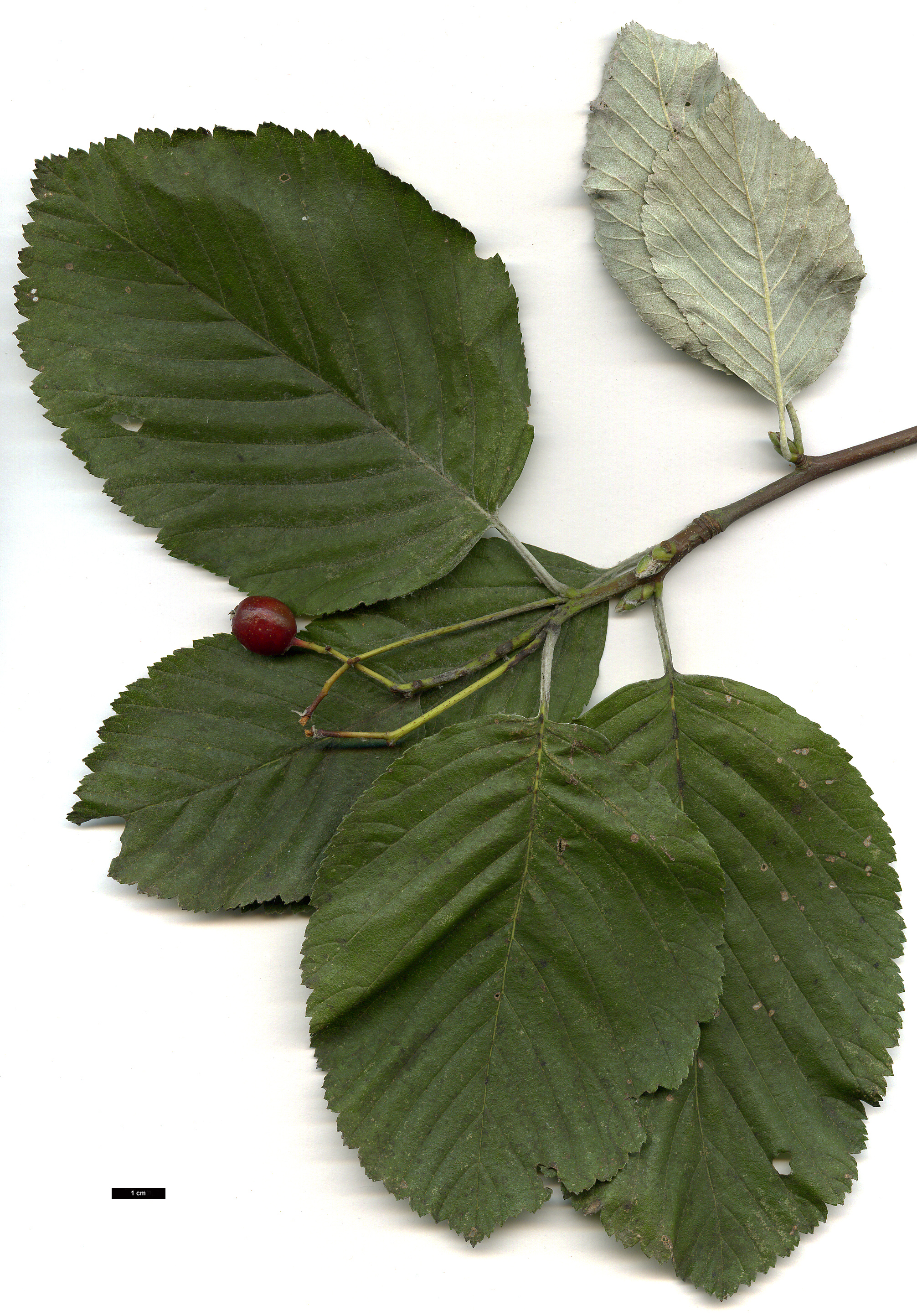 High resolution image: Family: Rosaceae - Genus: Sorbus - Taxon: aria