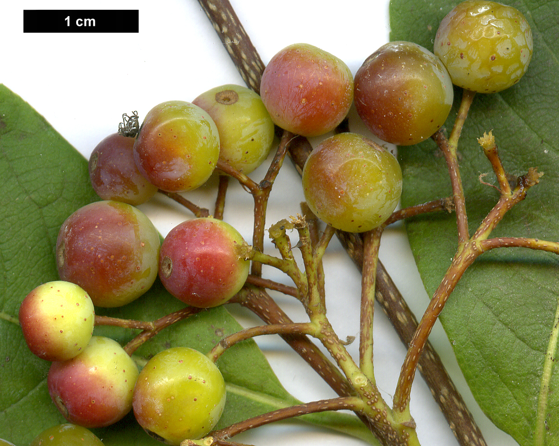 High resolution image: Family: Rosaceae - Genus: Sorbus - Taxon: aronioides