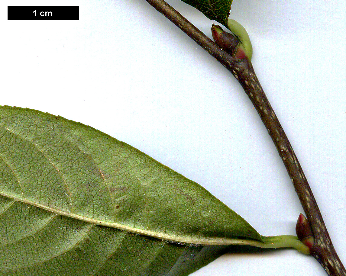 High resolution image: Family: Rosaceae - Genus: Sorbus - Taxon: aronioides