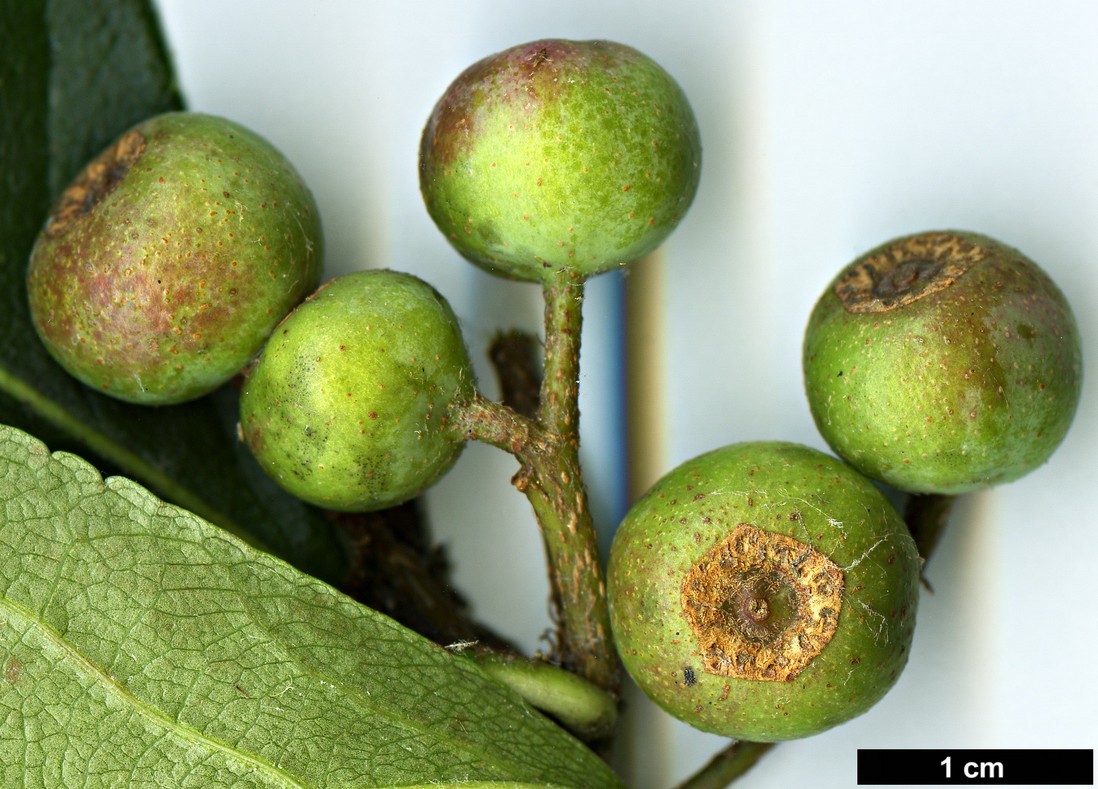 High resolution image: Family: Rosaceae - Genus: Sorbus - Taxon: aronioides