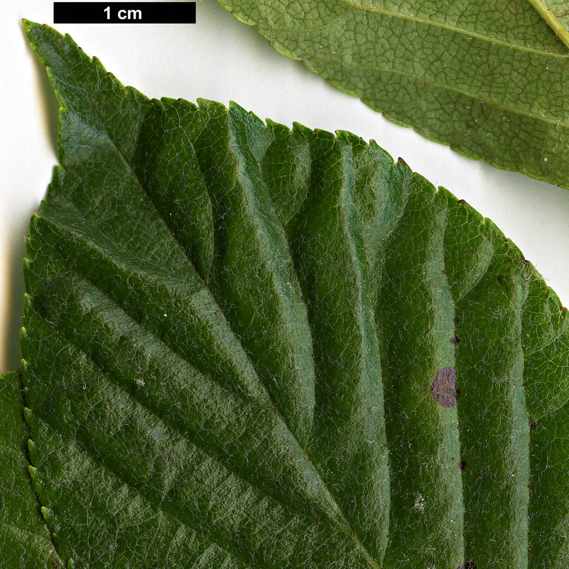 High resolution image: Family: Rosaceae - Genus: Sorbus - Taxon: aronioides