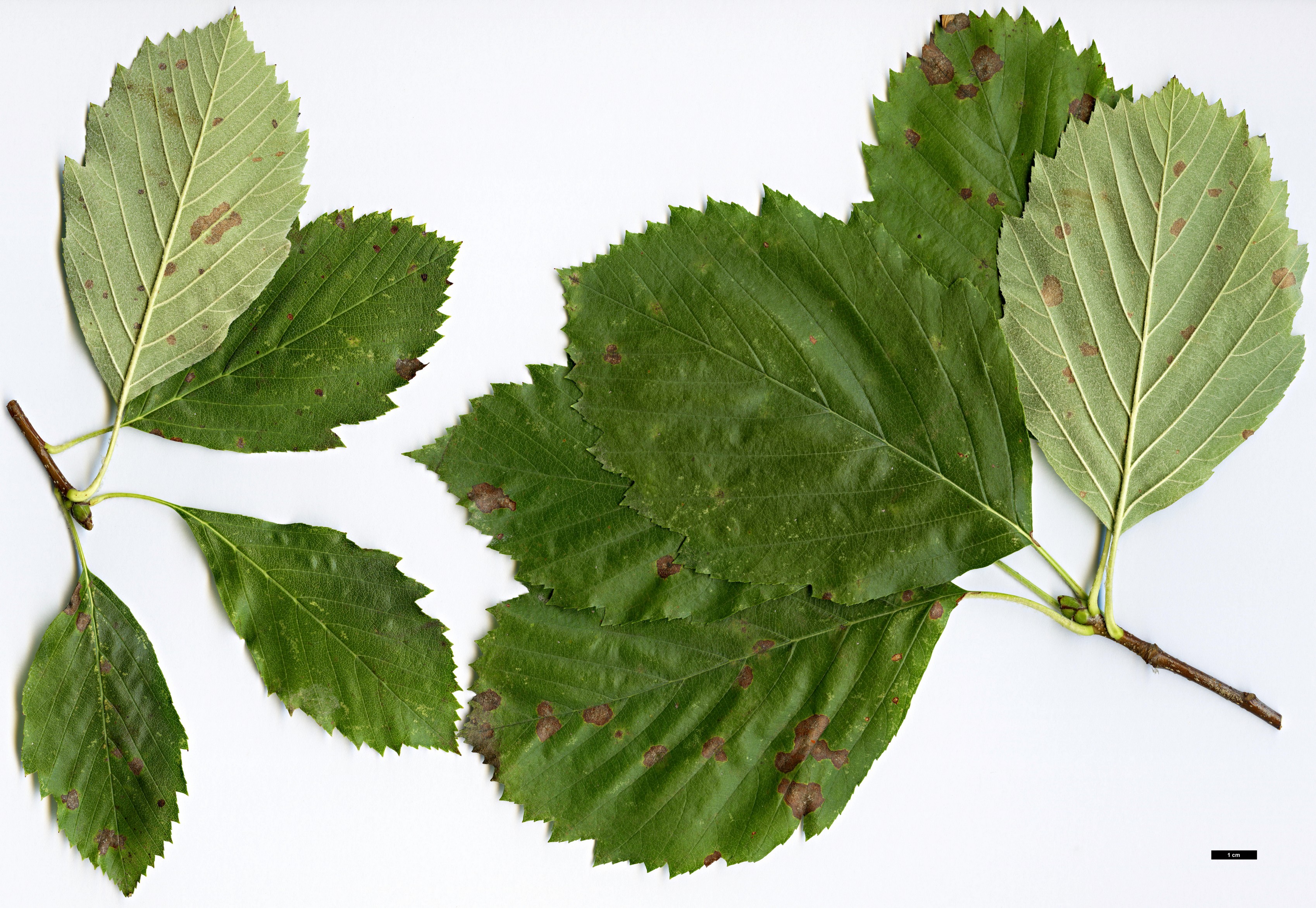 High resolution image: Family: Rosaceae - Genus: Sorbus - Taxon: badensis