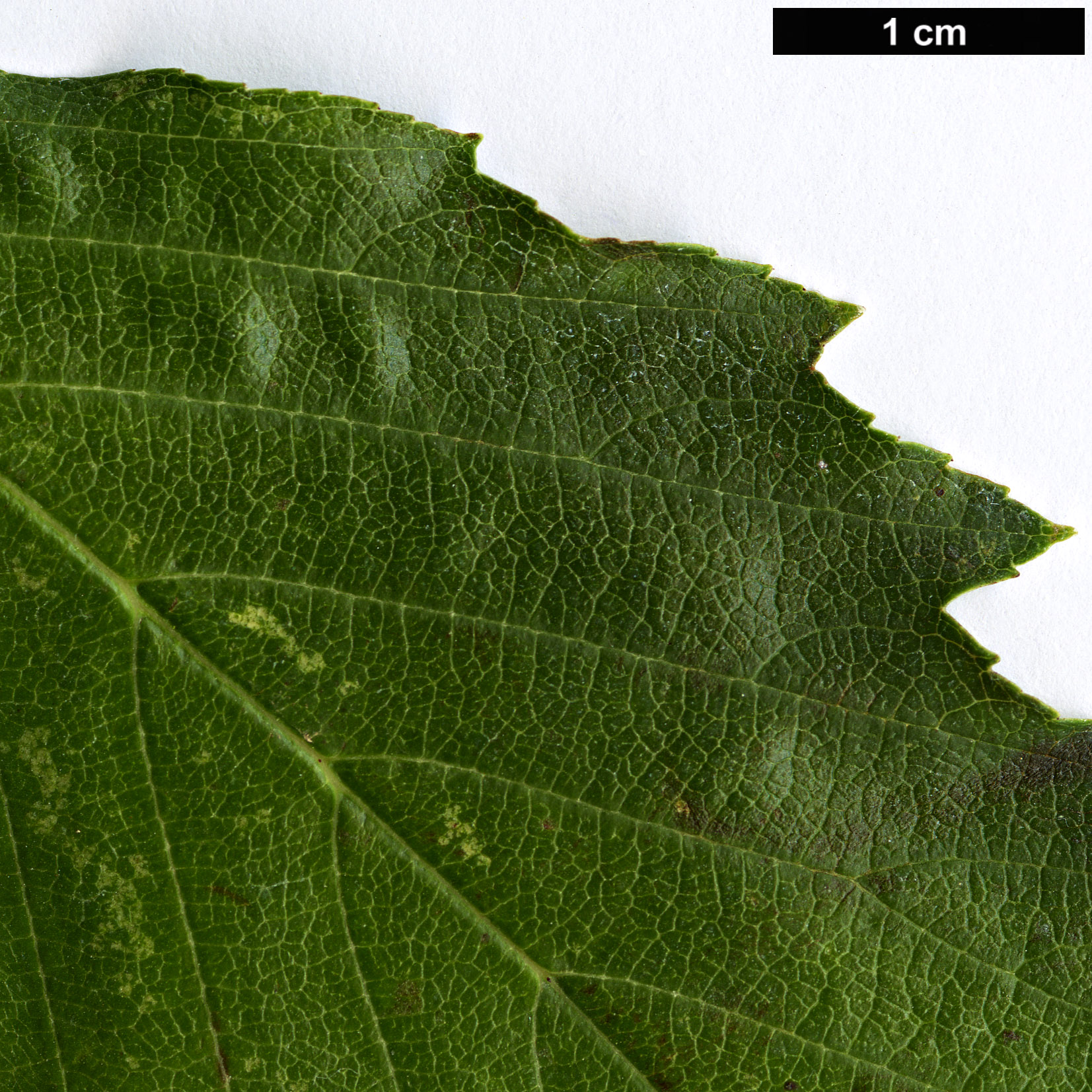 High resolution image: Family: Rosaceae - Genus: Sorbus - Taxon: badensis