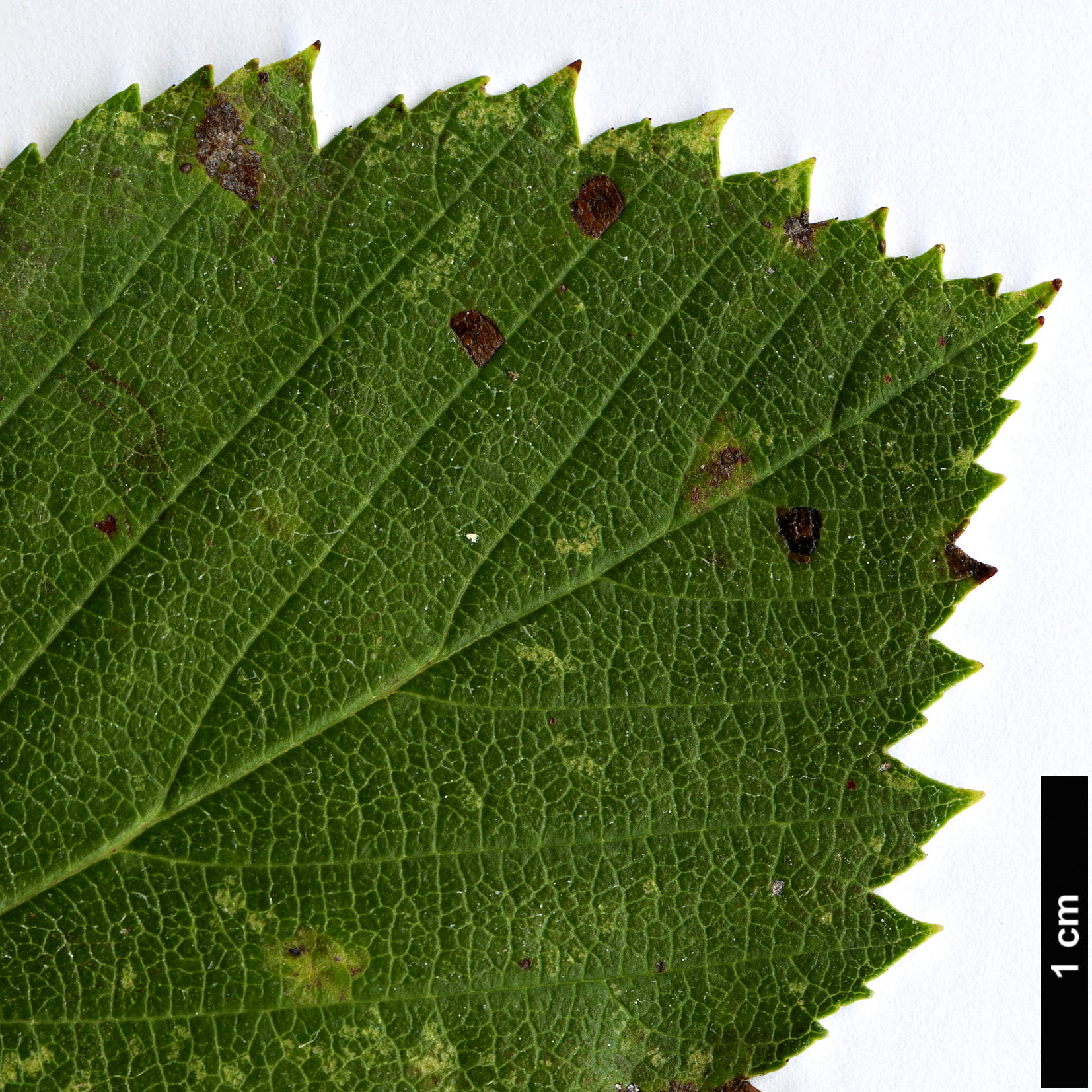 High resolution image: Family: Rosaceae - Genus: Sorbus - Taxon: badensis