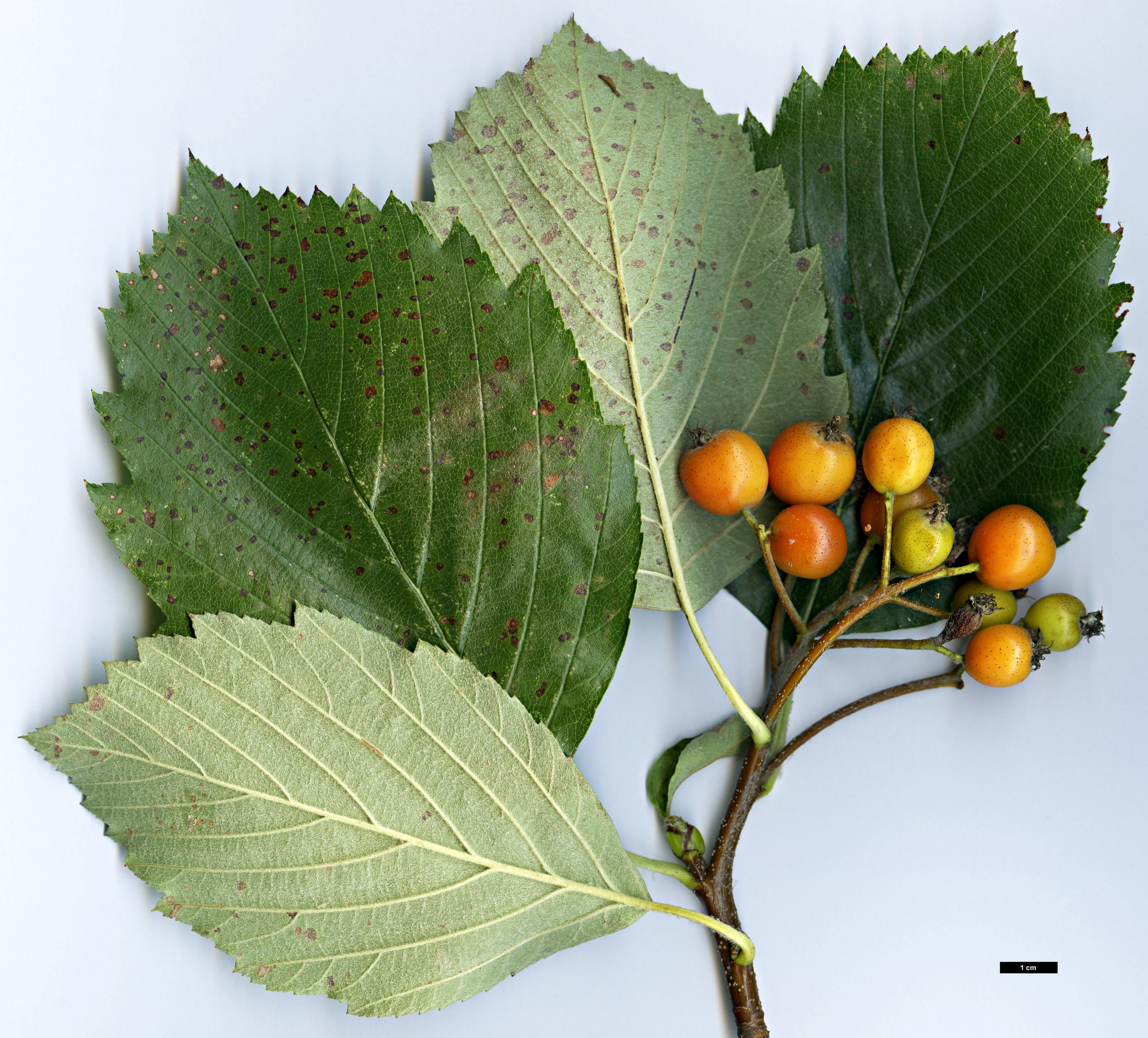 High resolution image: Family: Rosaceae - Genus: Sorbus - Taxon: badensis