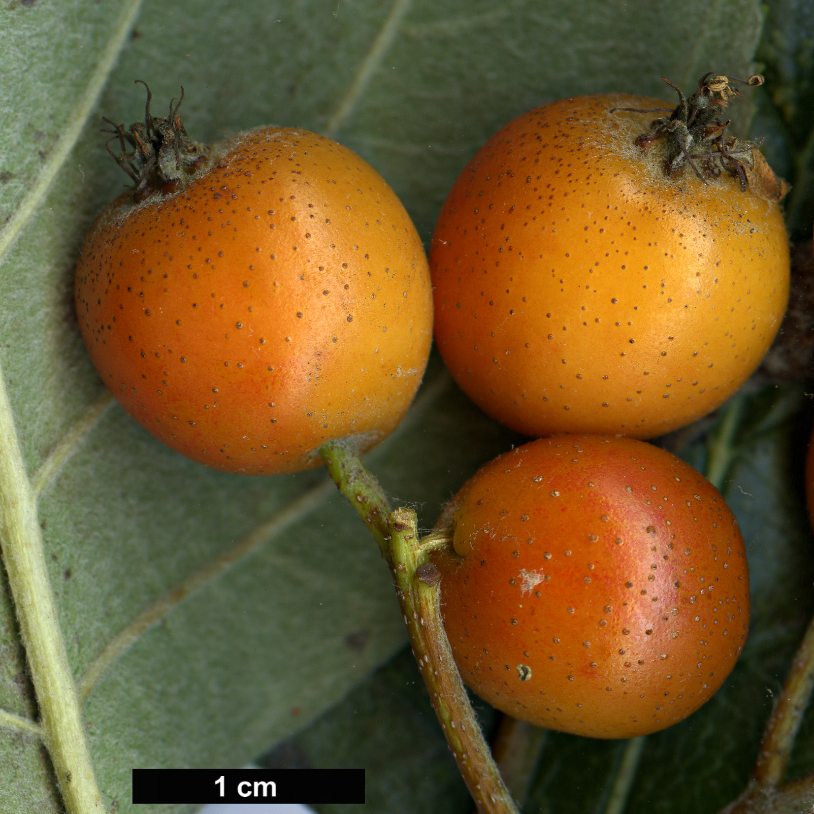 High resolution image: Family: Rosaceae - Genus: Sorbus - Taxon: badensis