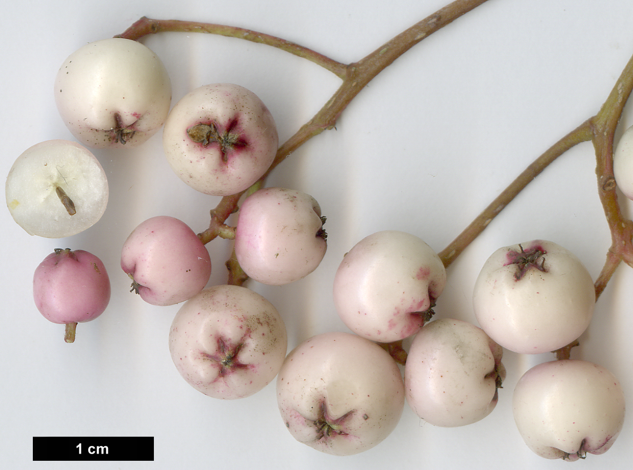 High resolution image: Family: Rosaceae - Genus: Sorbus - Taxon: bissetii