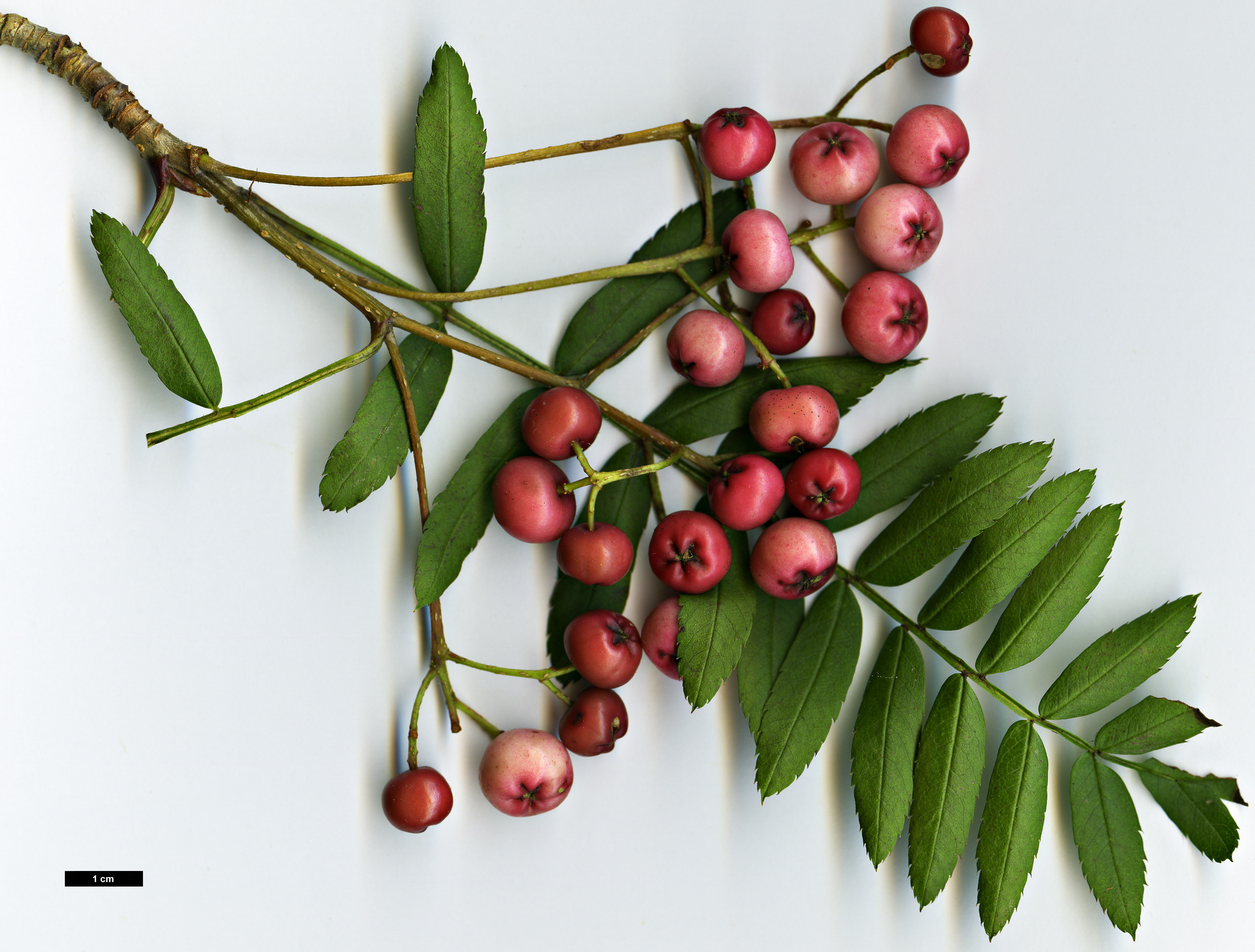 High resolution image: Family: Rosaceae - Genus: Sorbus - Taxon: bissetii