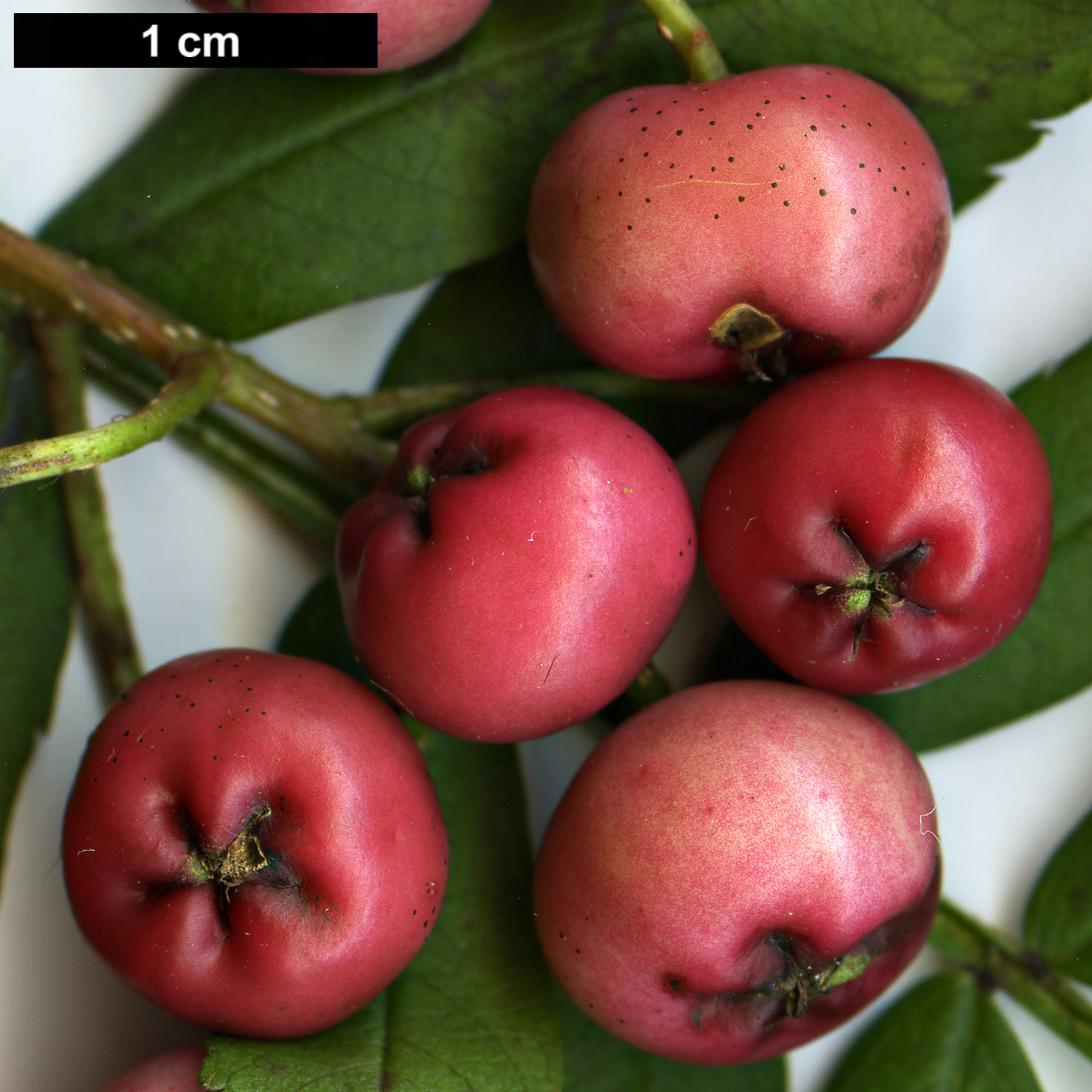 High resolution image: Family: Rosaceae - Genus: Sorbus - Taxon: bissetii