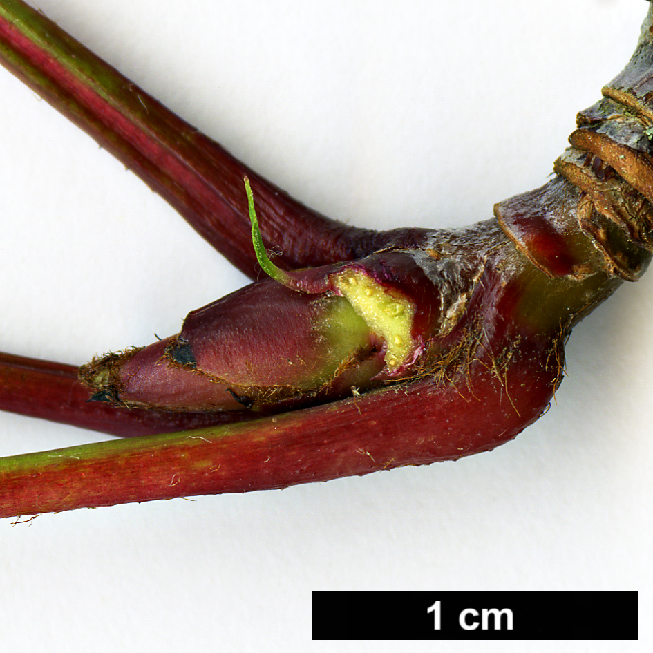 High resolution image: Family: Rosaceae - Genus: Sorbus - Taxon: bissetii