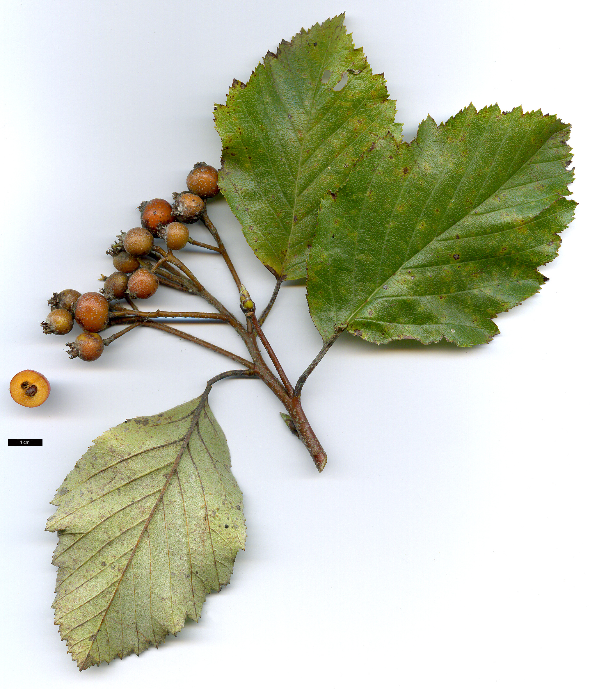 High resolution image: Family: Rosaceae - Genus: Sorbus - Taxon: bristoliensis