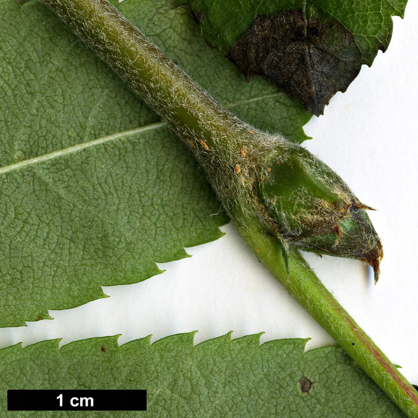 High resolution image: Family: Rosaceae - Genus: Sorbus - Taxon: californica