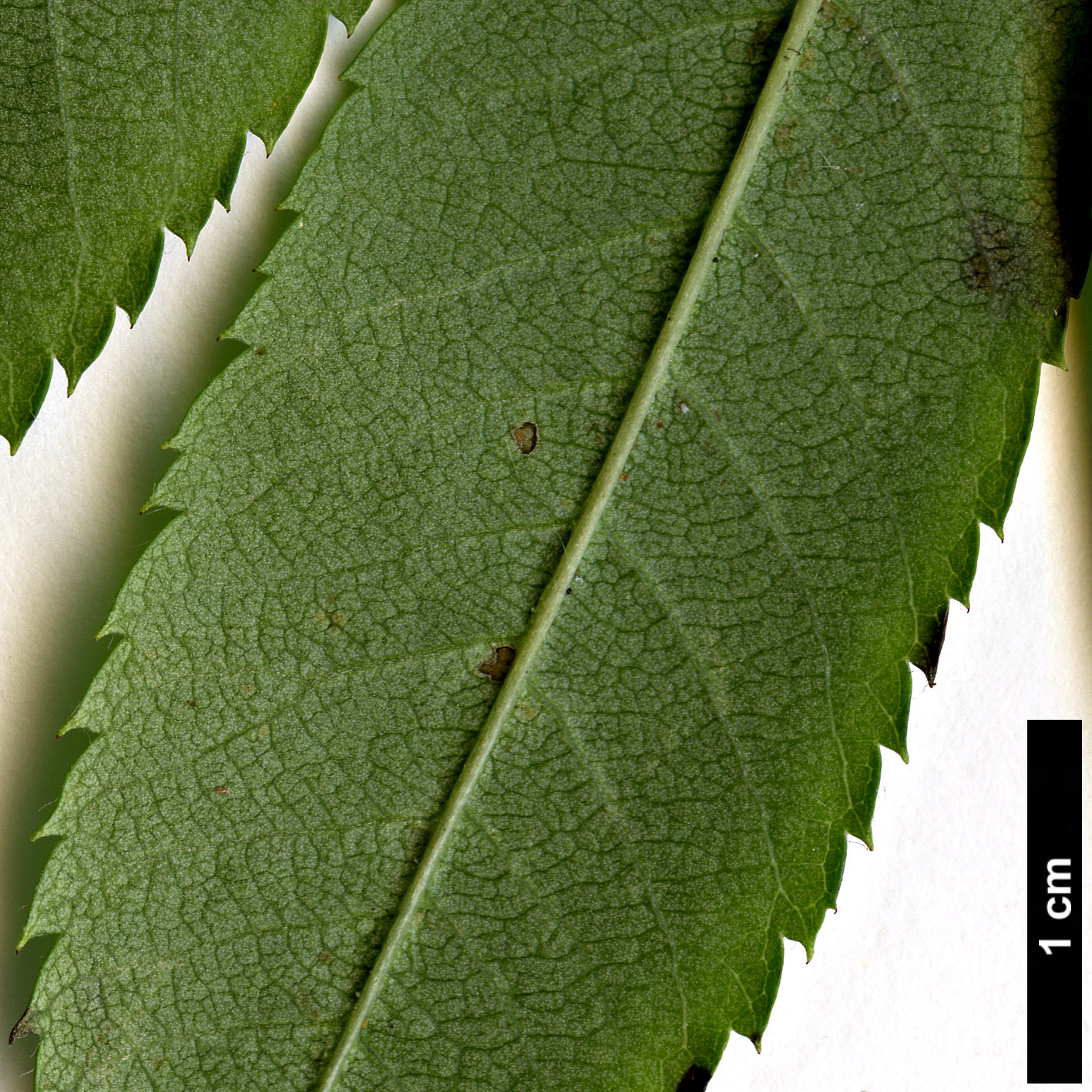 High resolution image: Family: Rosaceae - Genus: Sorbus - Taxon: californica