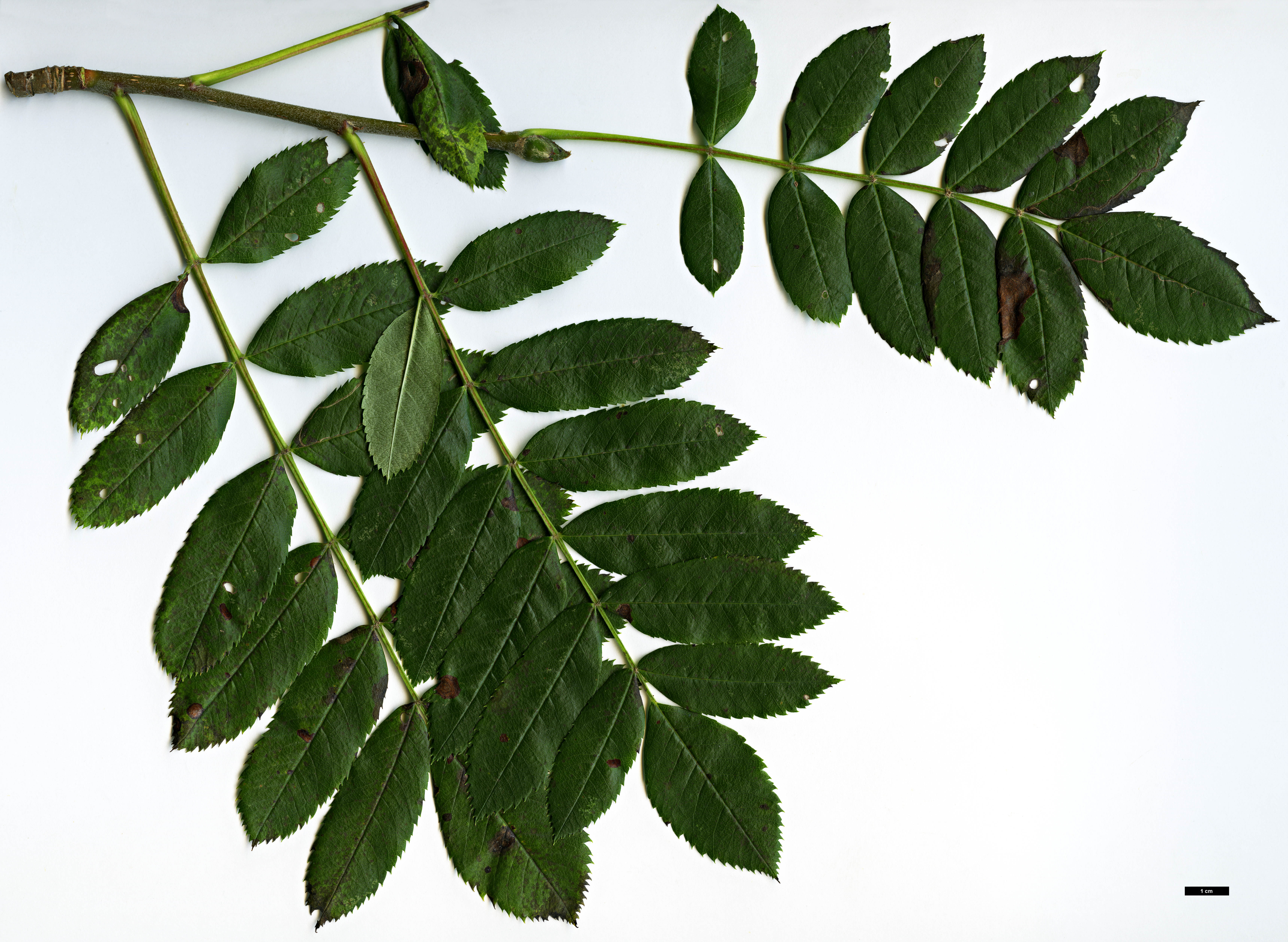 High resolution image: Family: Rosaceae - Genus: Sorbus - Taxon: californica