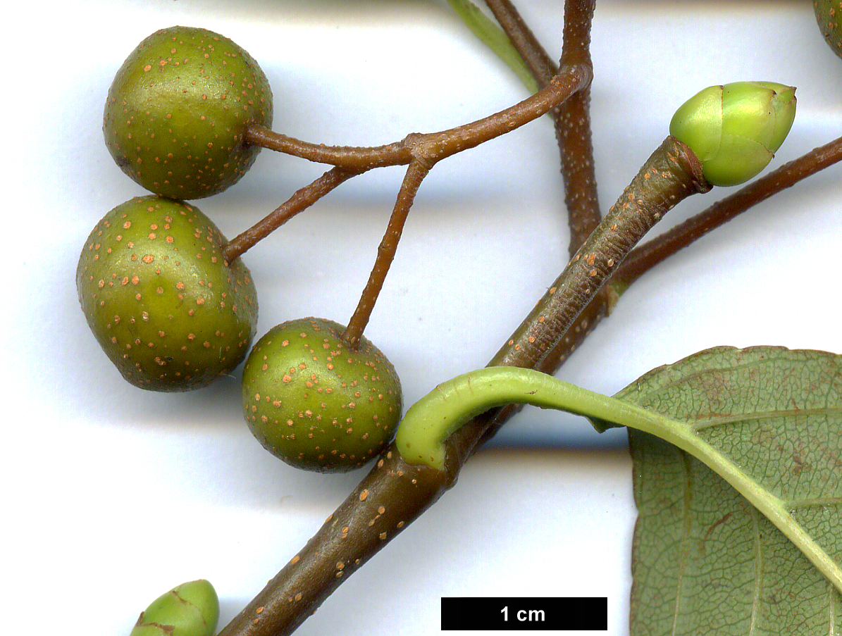 High resolution image: Family: Rosaceae - Genus: Sorbus - Taxon: caloneura