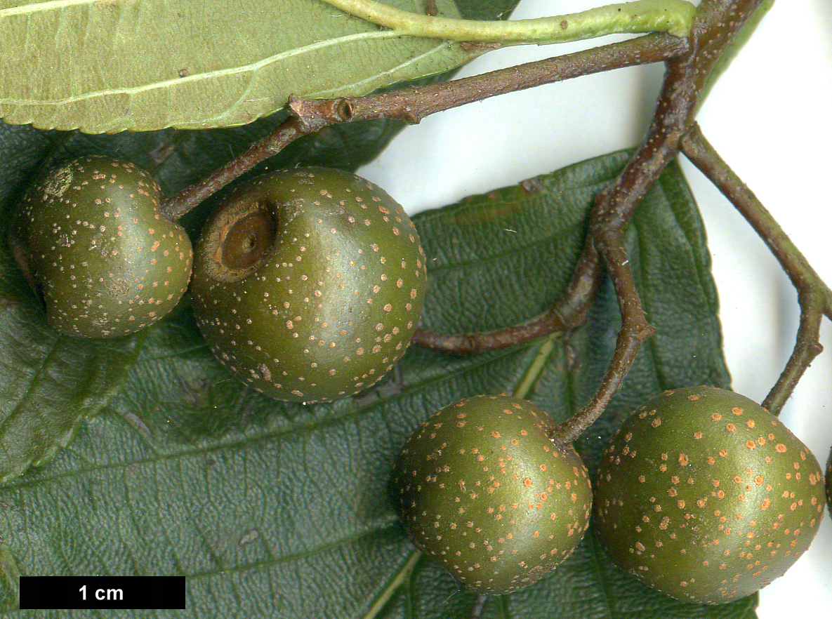 High resolution image: Family: Rosaceae - Genus: Sorbus - Taxon: caloneura