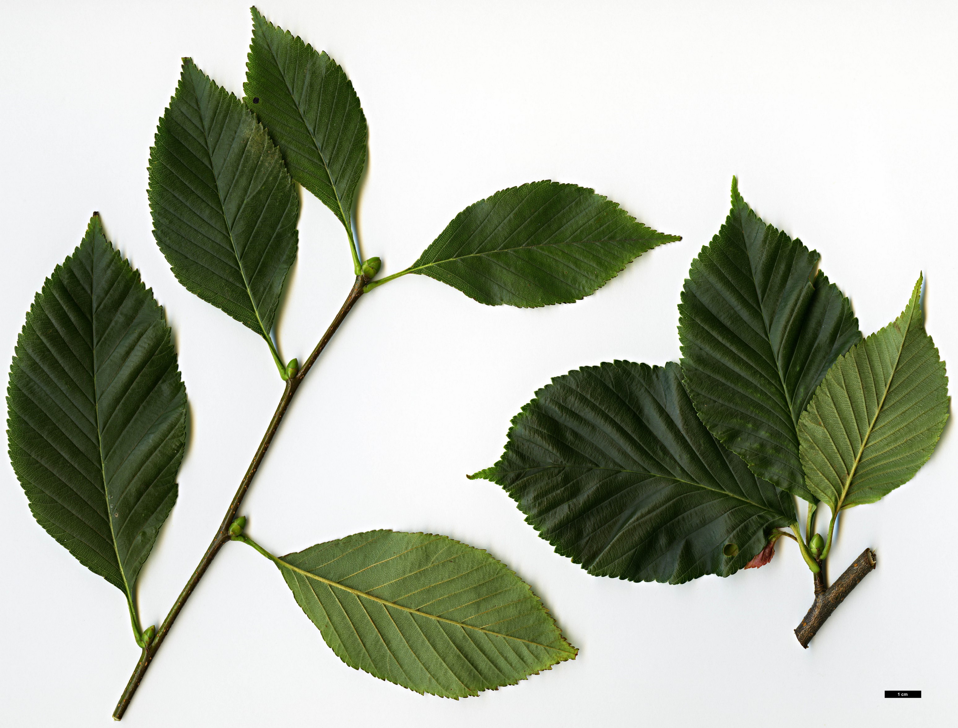 High resolution image: Family: Rosaceae - Genus: Sorbus - Taxon: caloneura