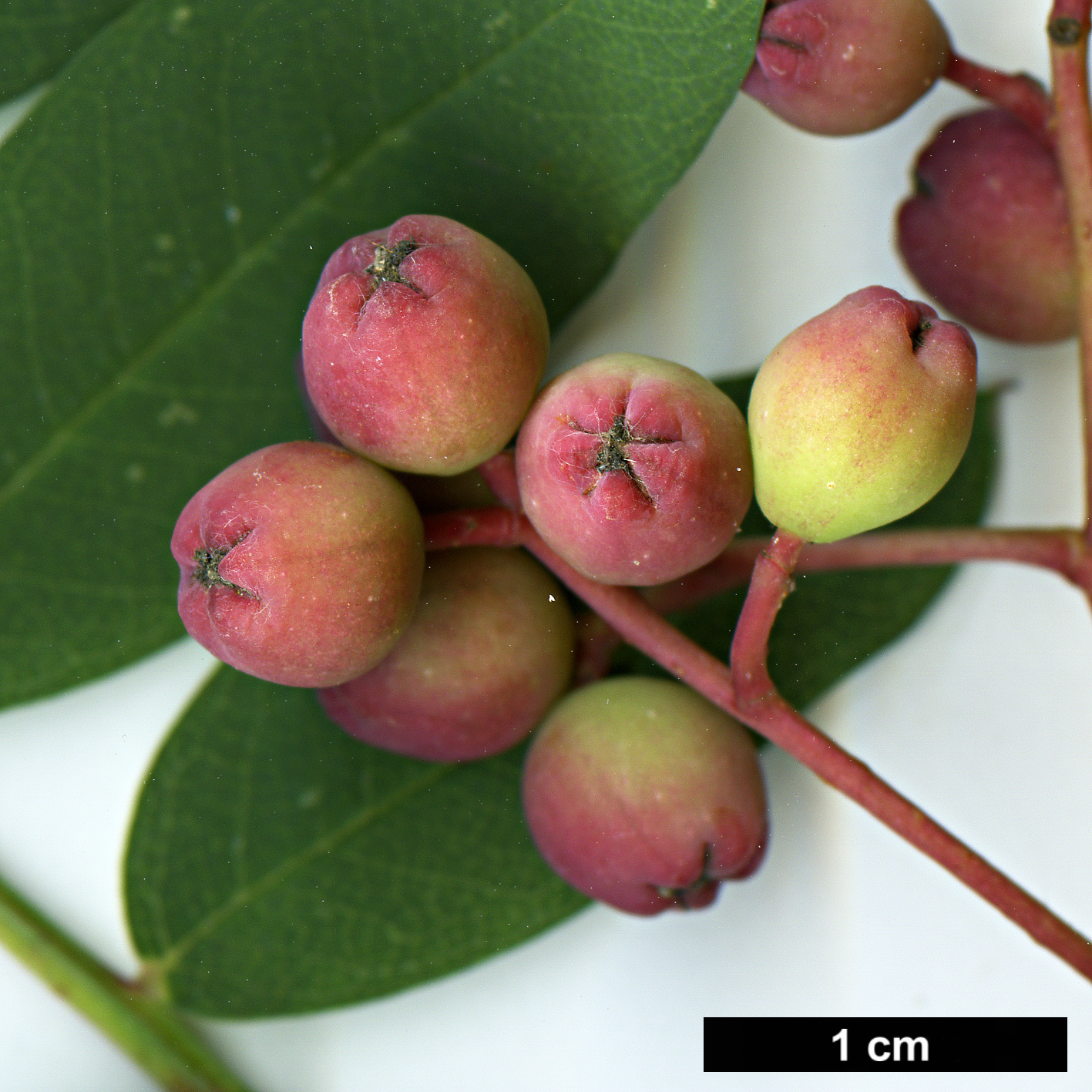 High resolution image: Family: Rosaceae - Genus: Sorbus - Taxon: carmesina