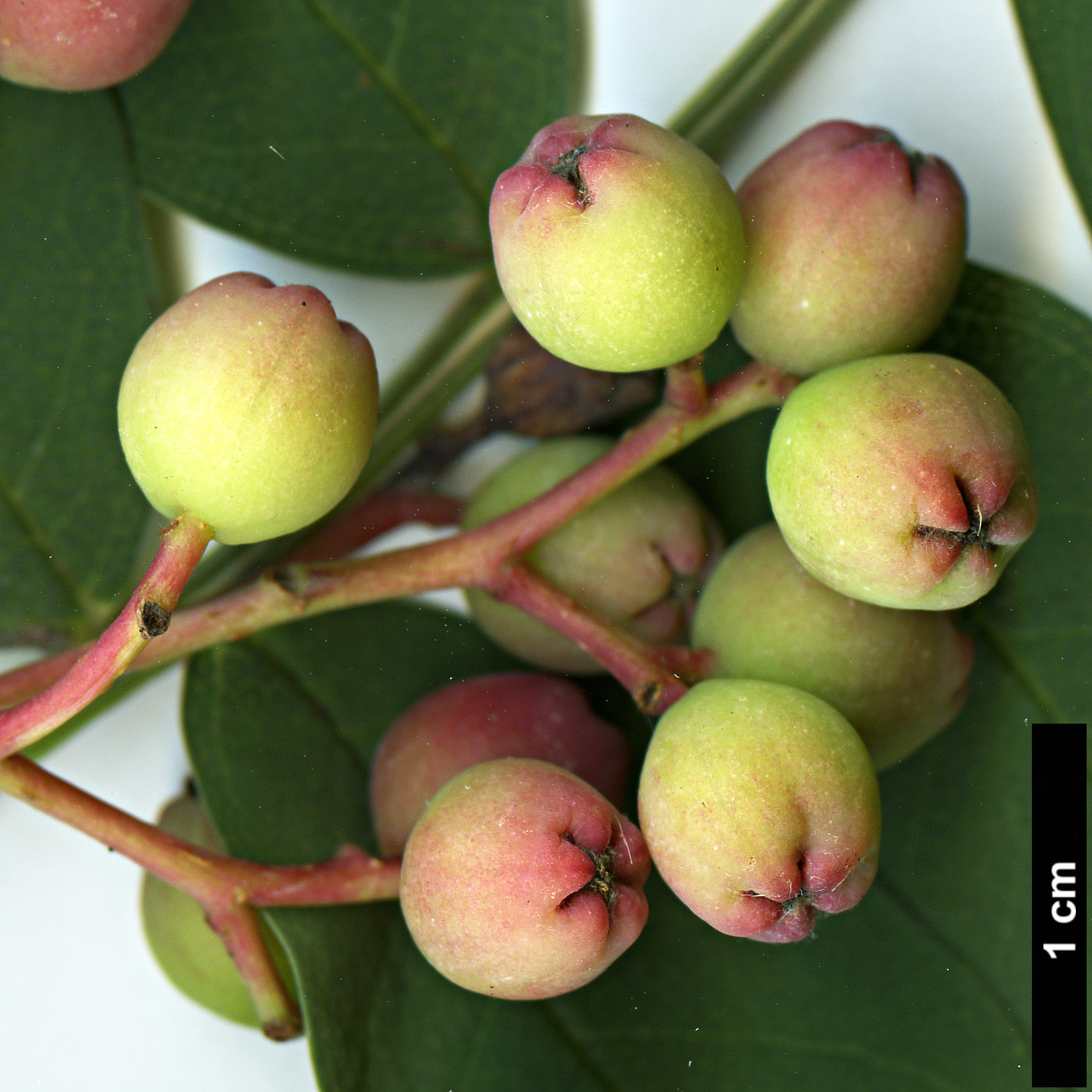 High resolution image: Family: Rosaceae - Genus: Sorbus - Taxon: carmesina