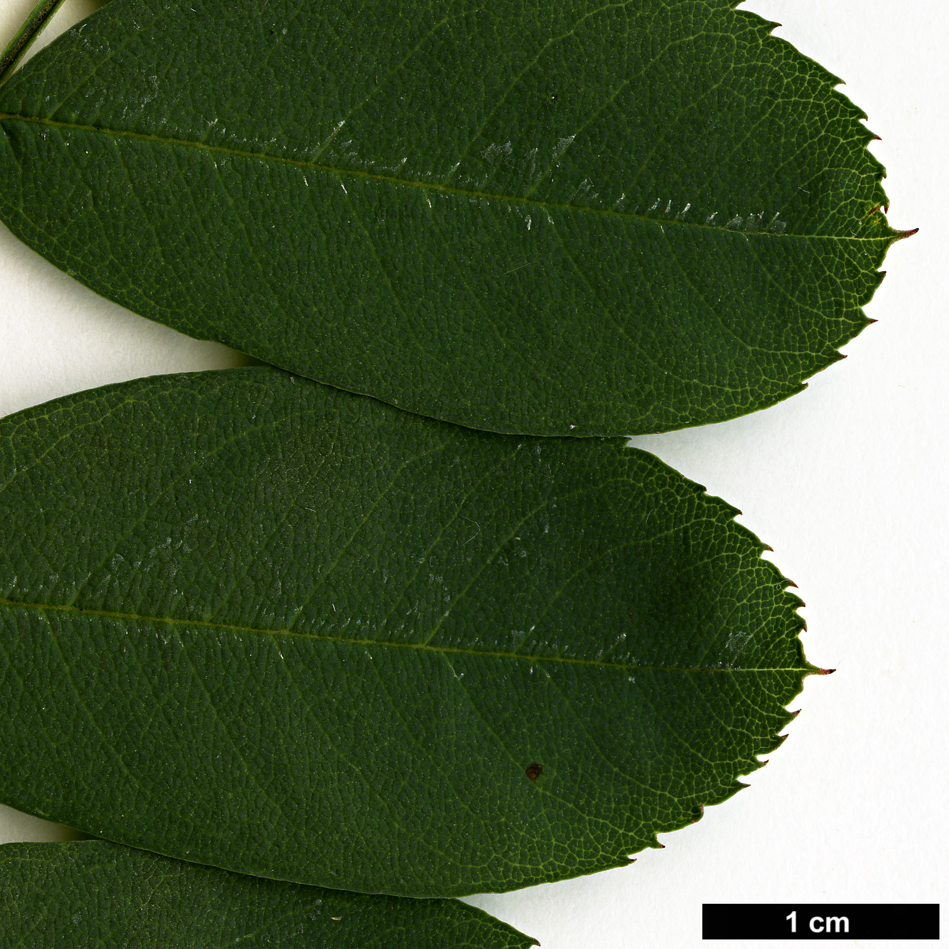 High resolution image: Family: Rosaceae - Genus: Sorbus - Taxon: carmesina