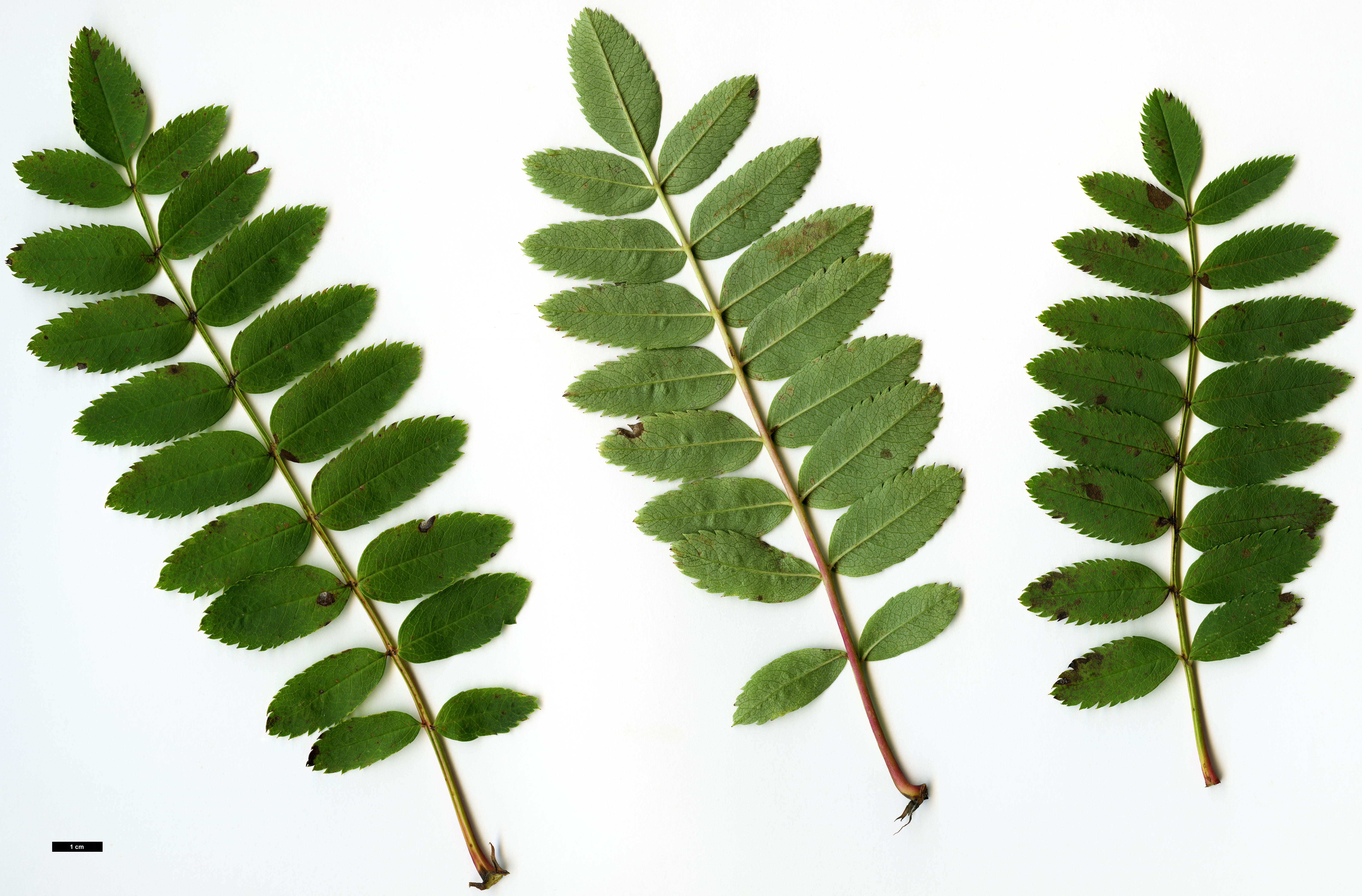 High resolution image: Family: Rosaceae - Genus: Sorbus - Taxon: cashmiriana