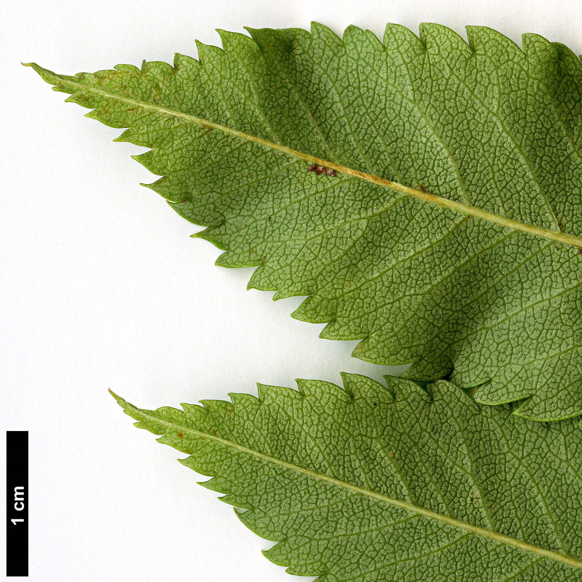 High resolution image: Family: Rosaceae - Genus: Sorbus - Taxon: commixta