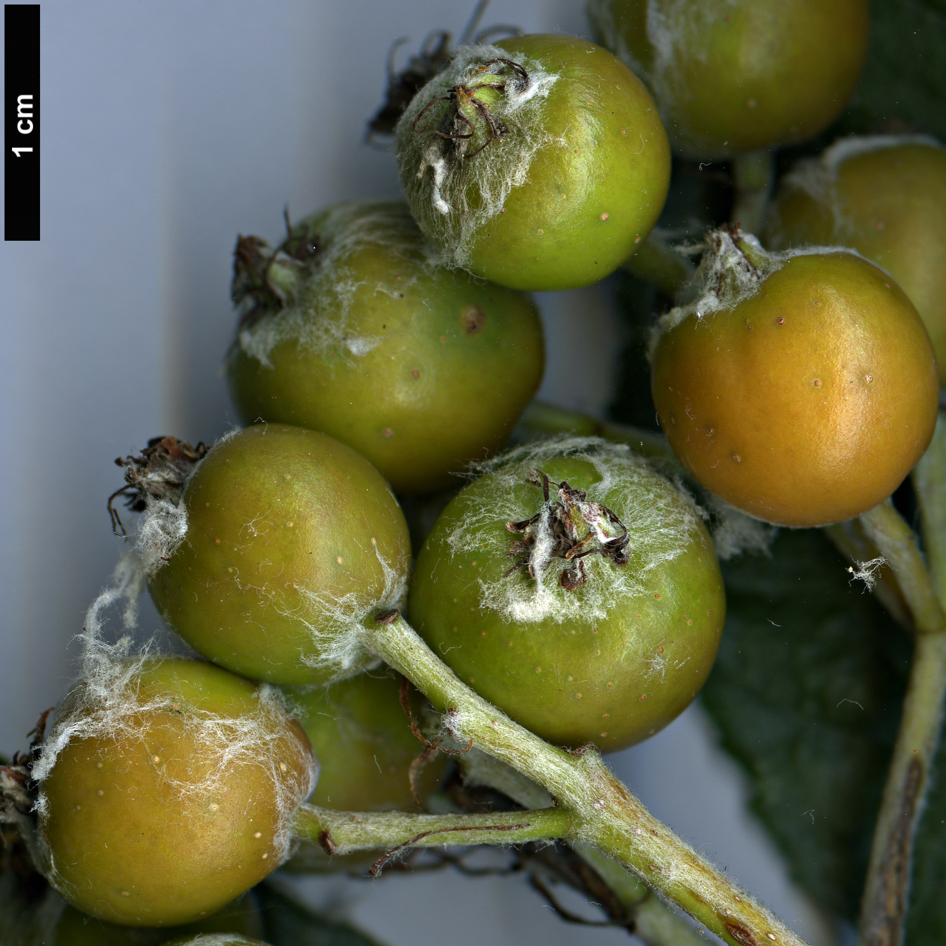 High resolution image: Family: Rosaceae - Genus: Sorbus - Taxon: danubialis