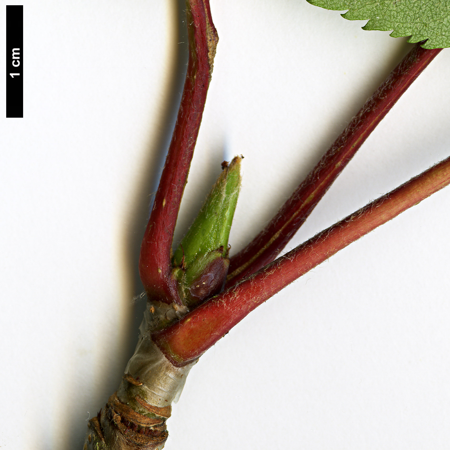 High resolution image: Family: Rosaceae - Genus: Sorbus - Taxon: decora