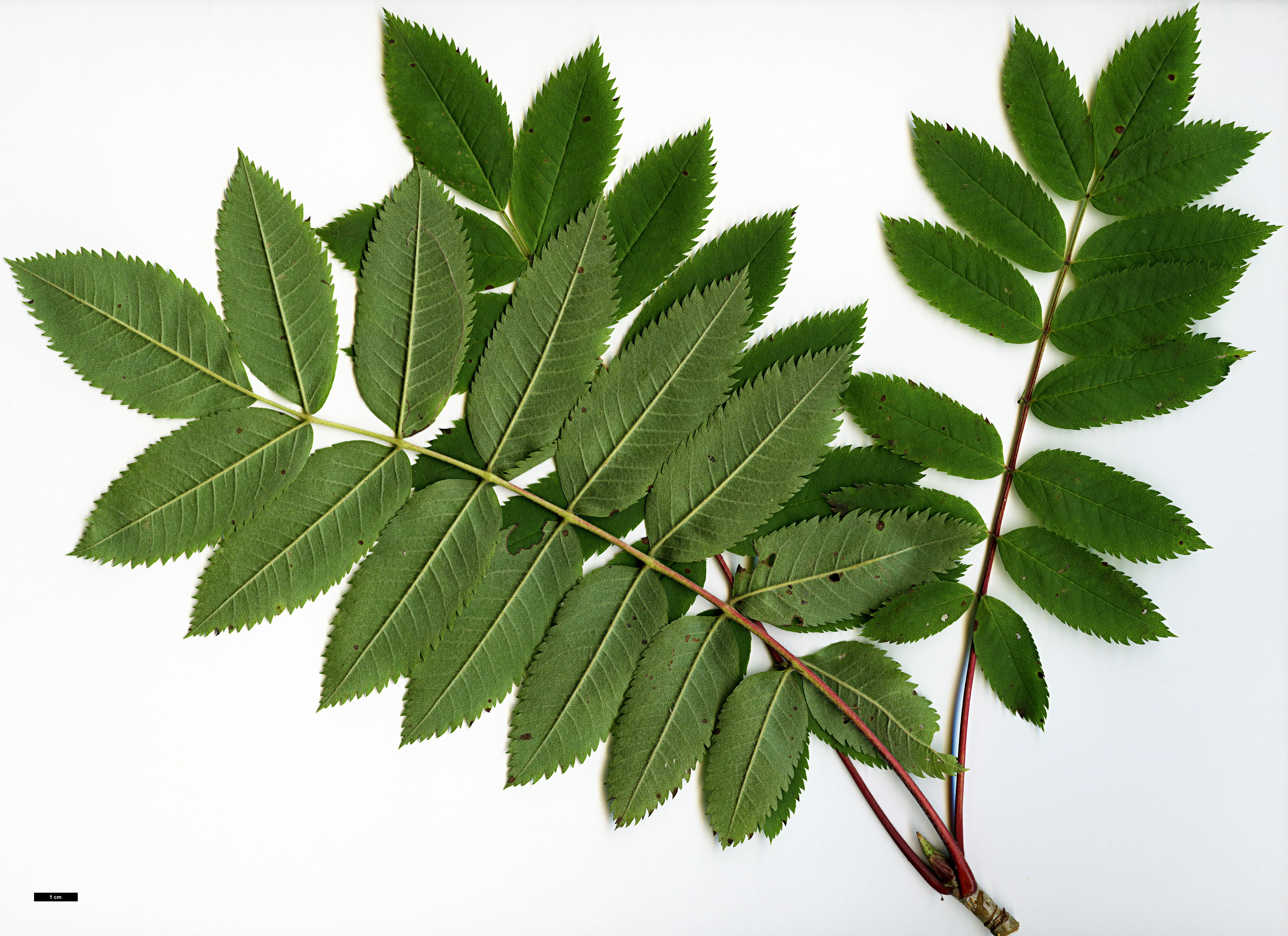 High resolution image: Family: Rosaceae - Genus: Sorbus - Taxon: decora